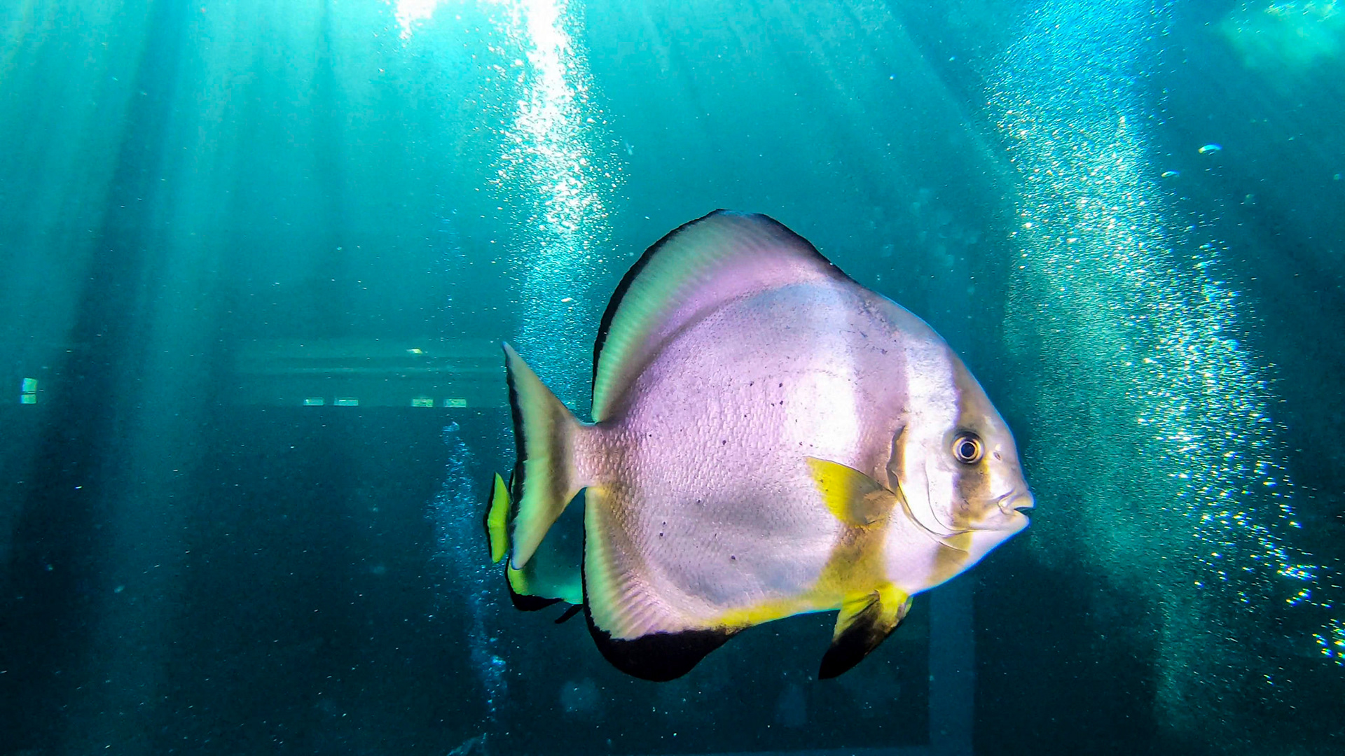 Two Oceans Aquarium ©McNairnPhotography