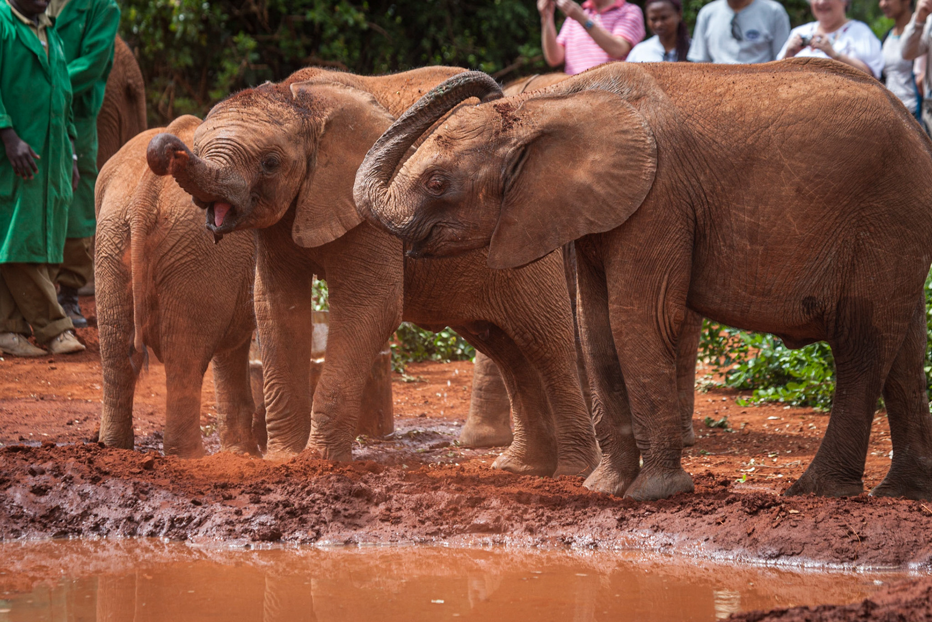 Sheldrick Wildlife Trust, Nairobi ©McNairnPhotography