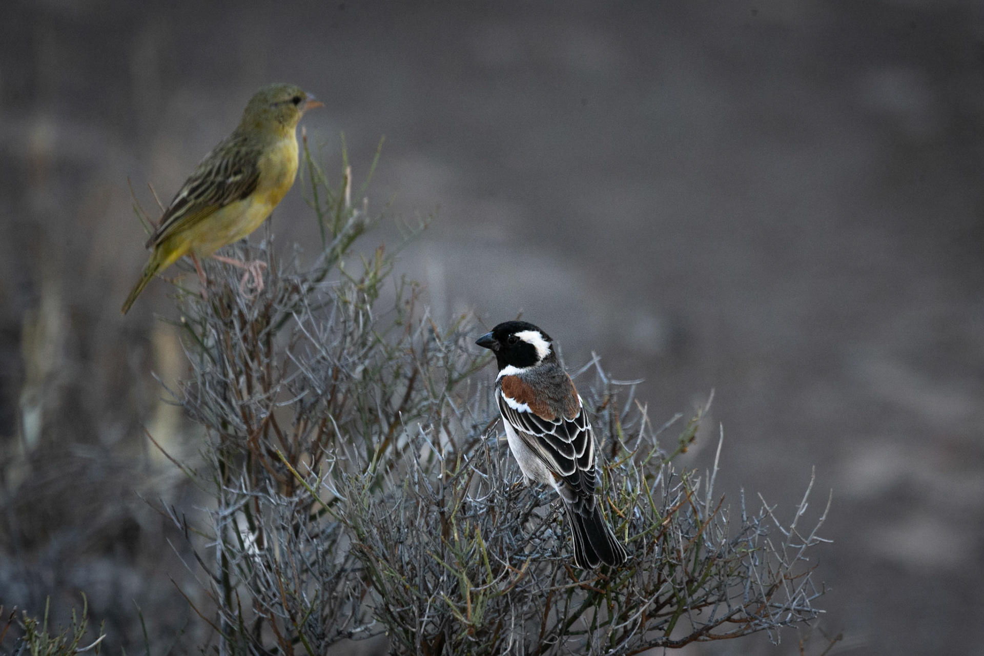 CApe Weaver & Cape Sparrow ©McNairnPhotography