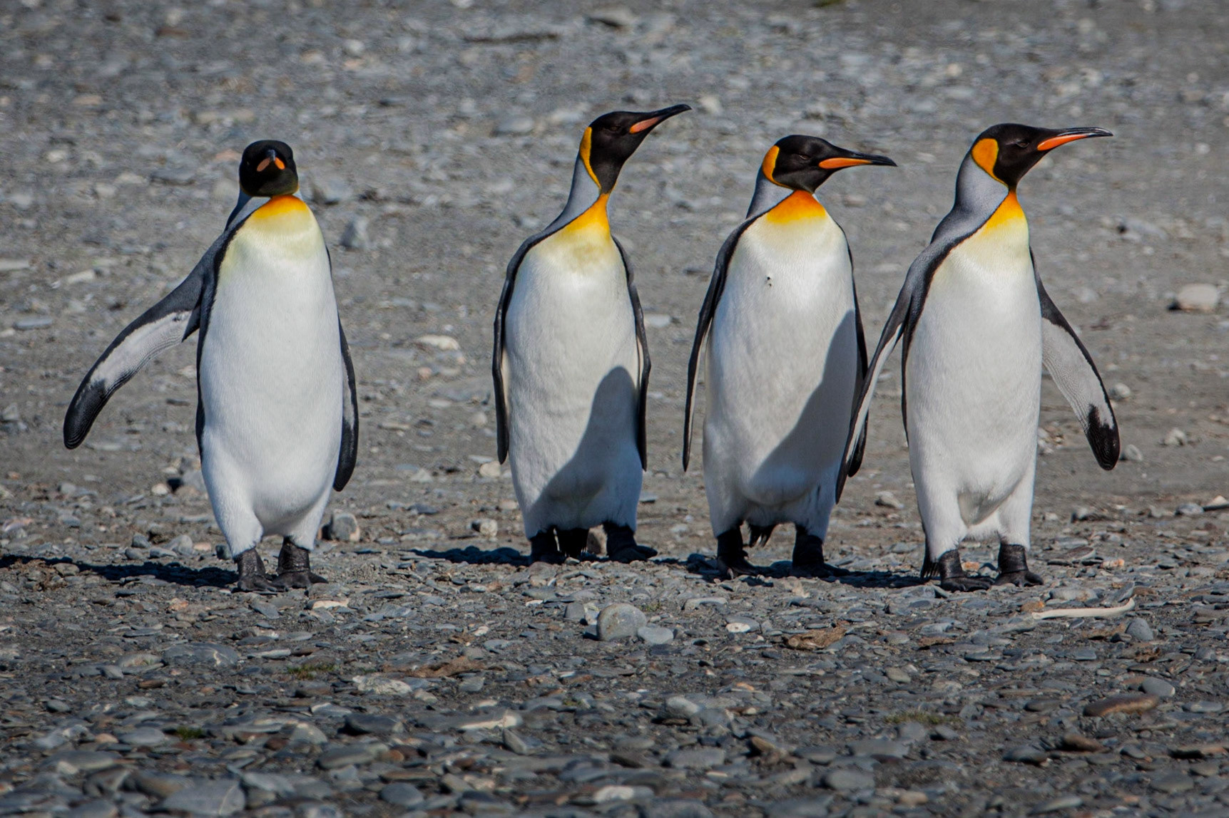 King Penguin ©McNairnPhotography