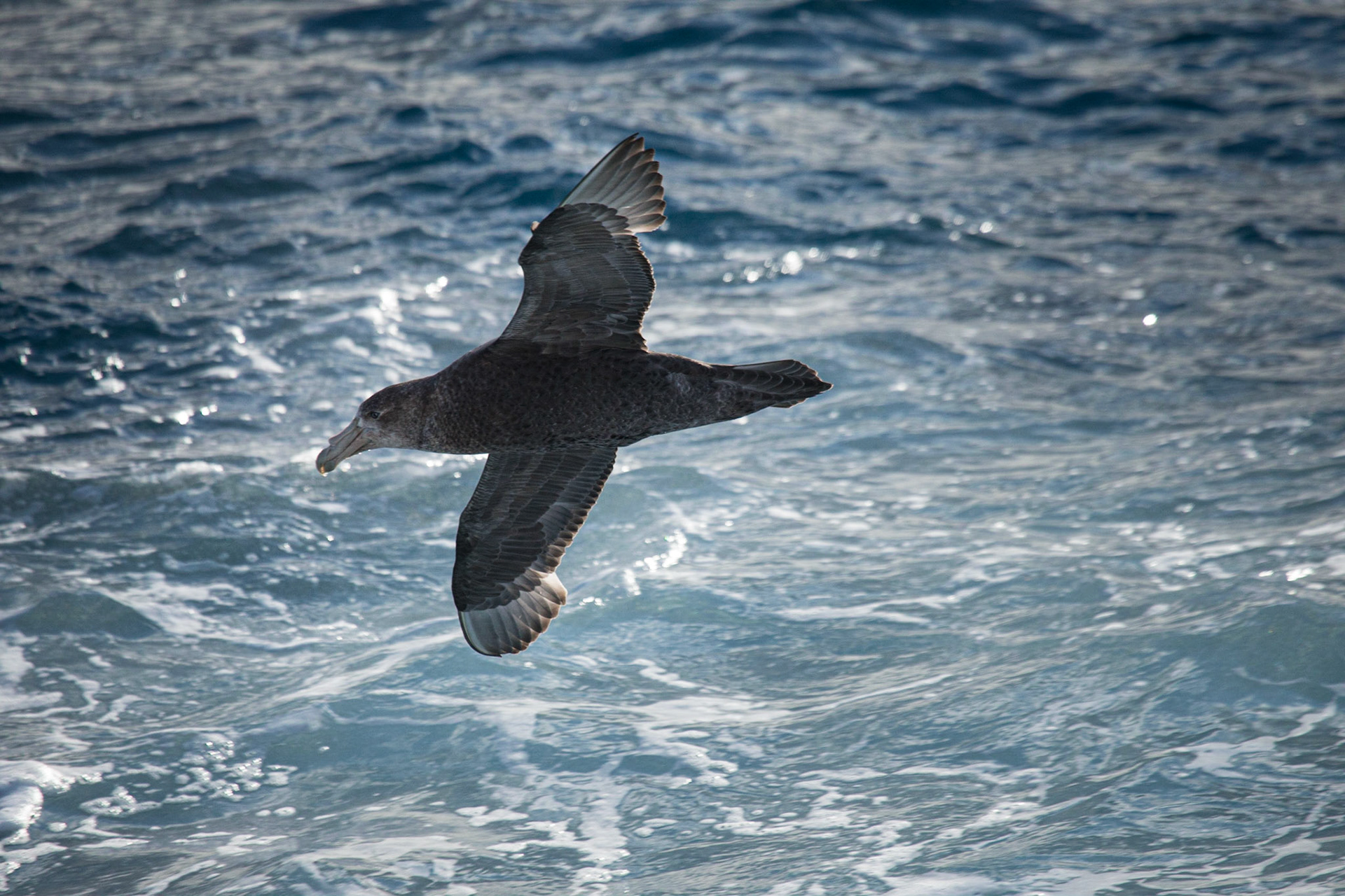 Southern Giant Petrel ©McNairnPhotography