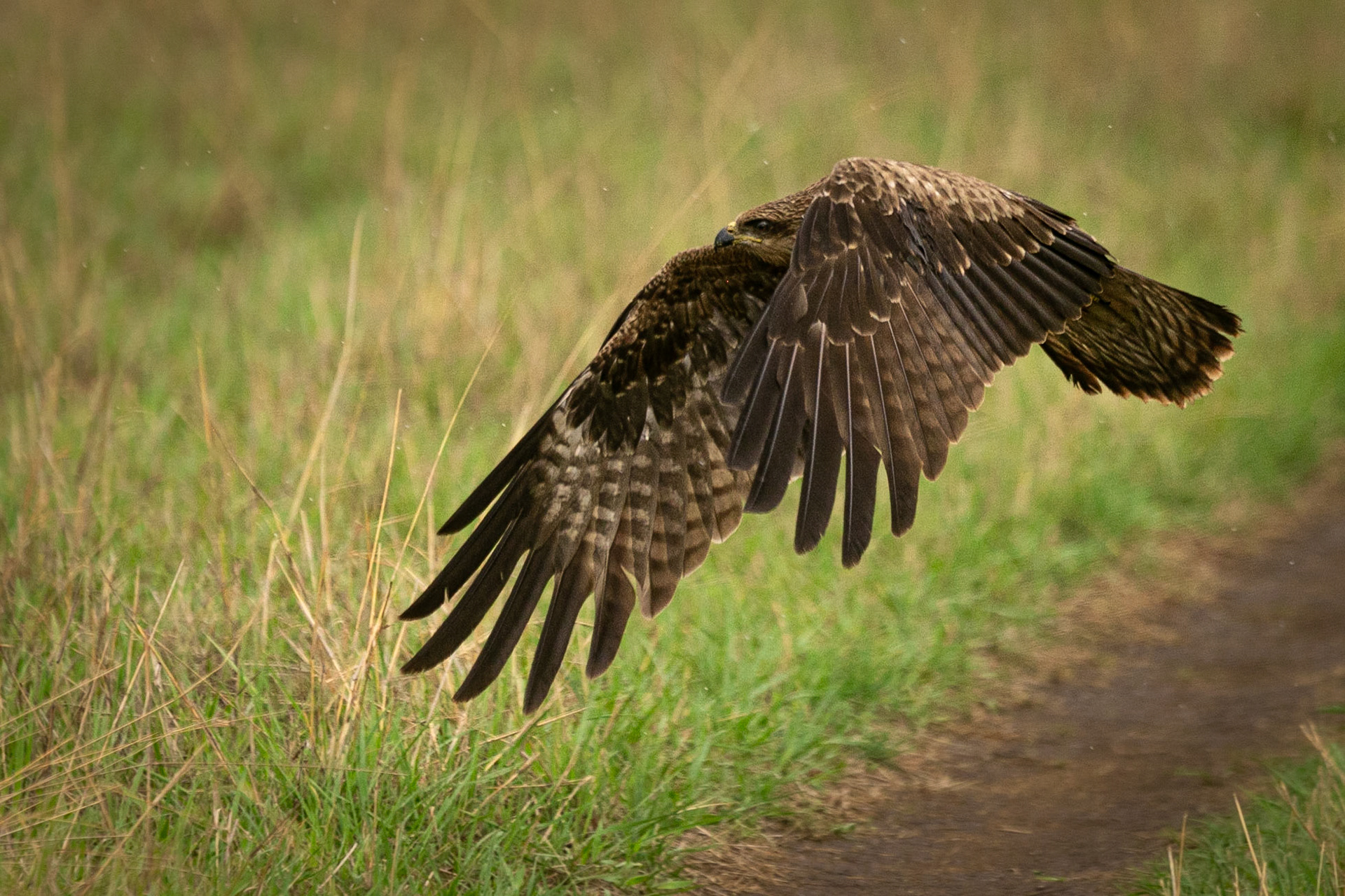 Black Kite ©McNairnPhotography