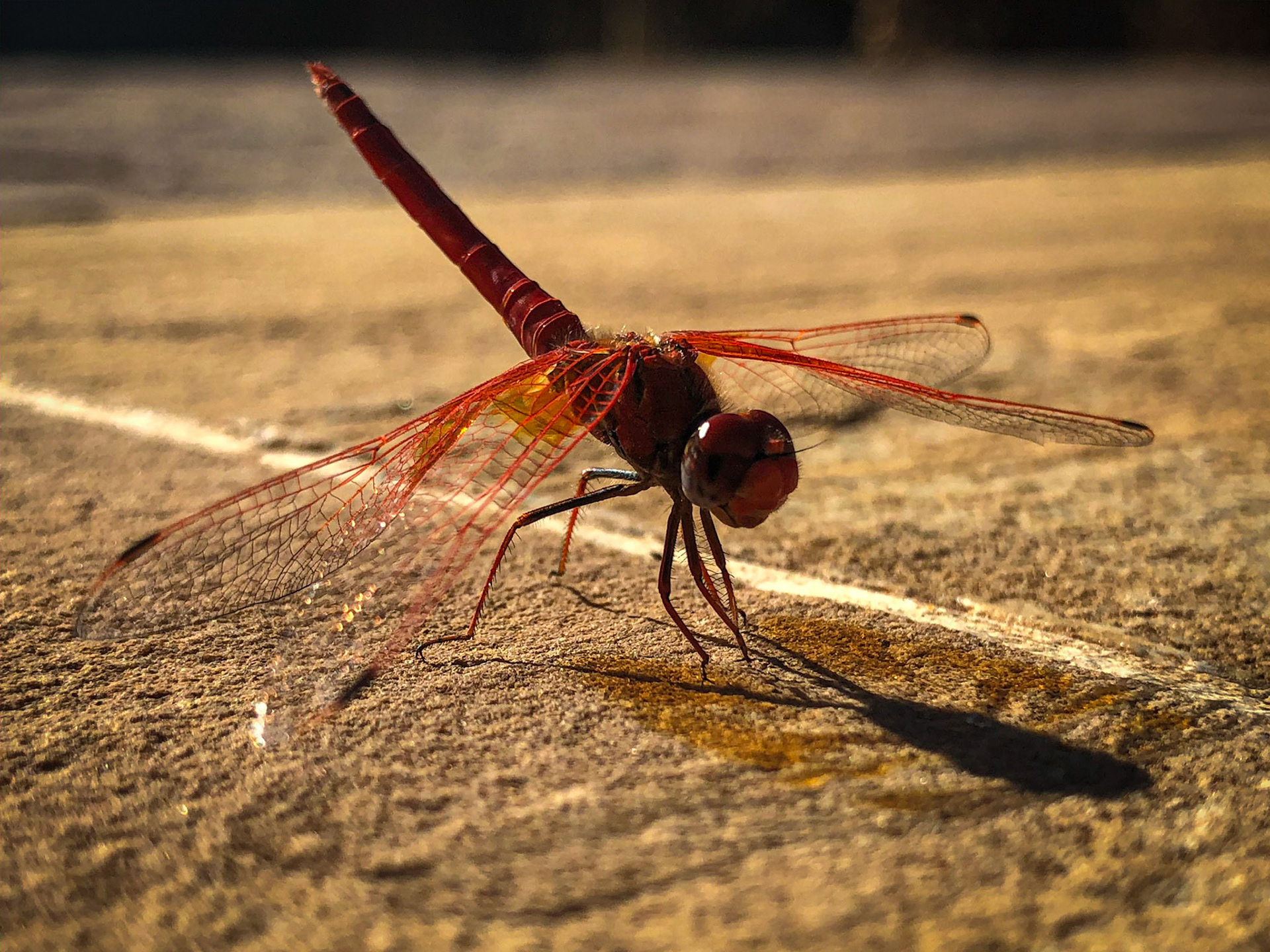 ©McNairnPhotography