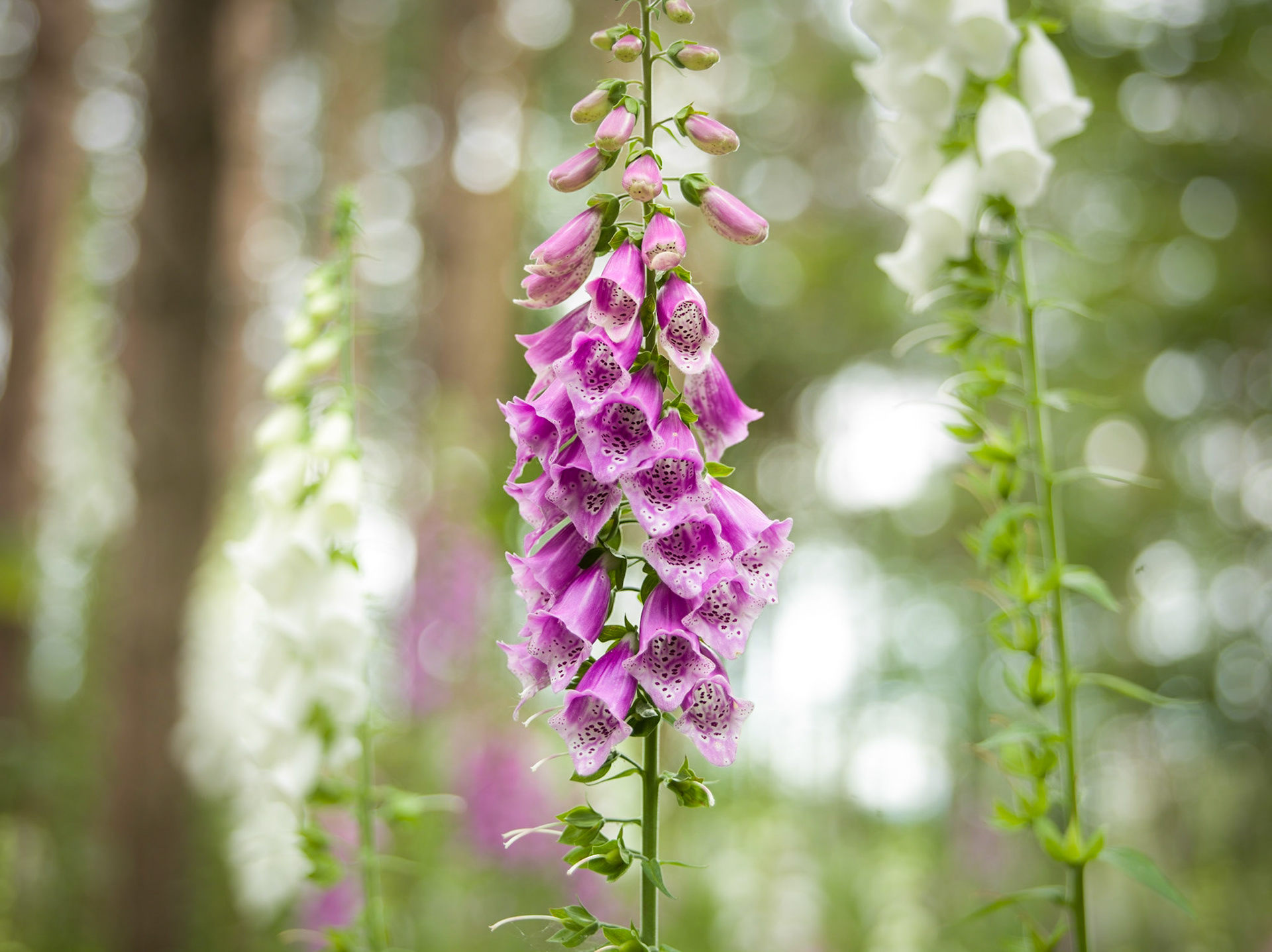 ©McNairnPhotography