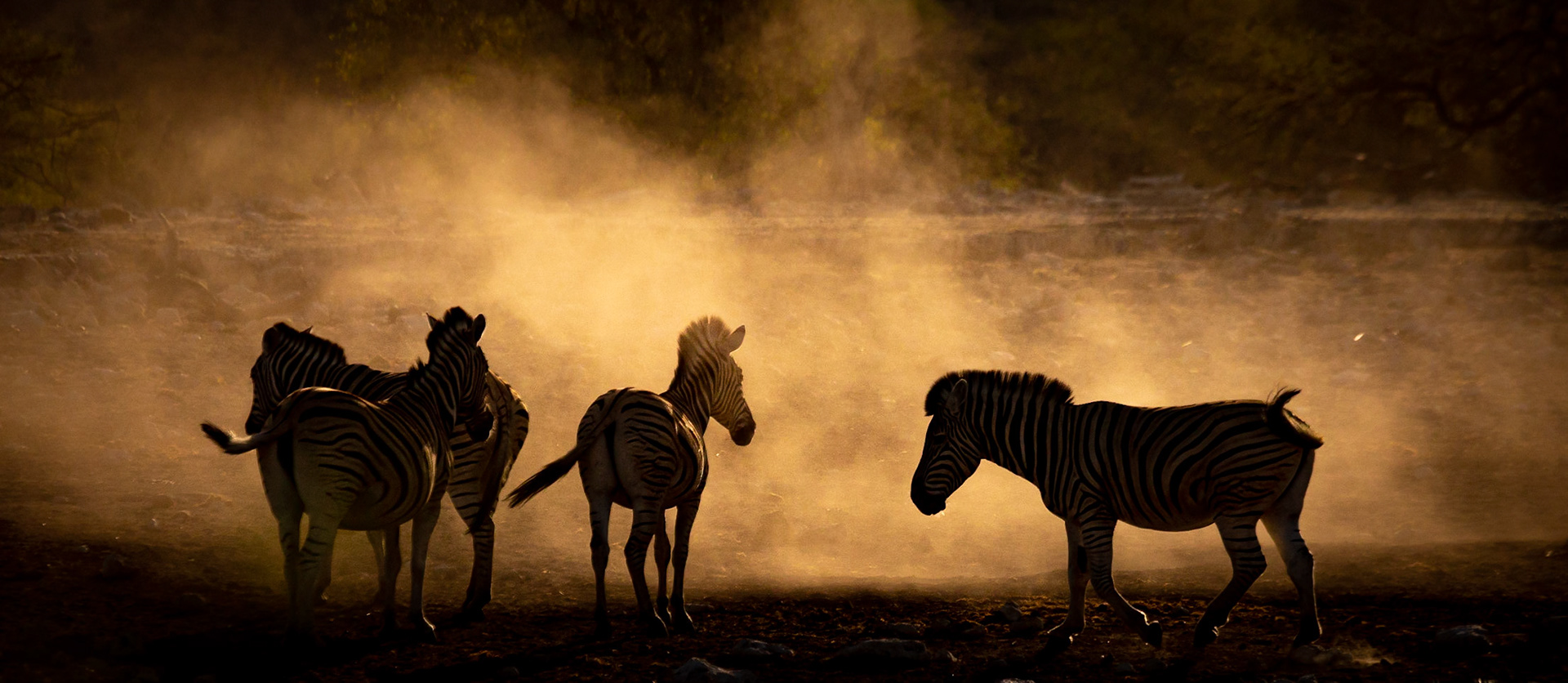 ©McNairnPhotography