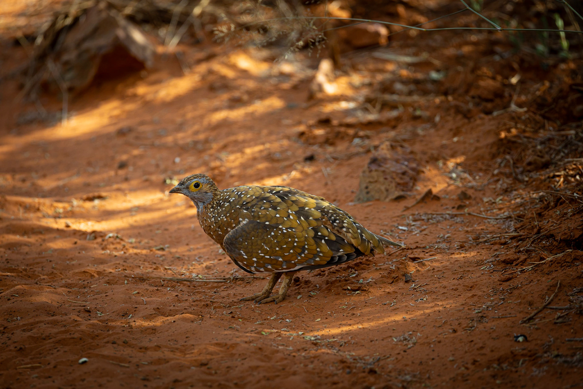  ©McNairnPhotography