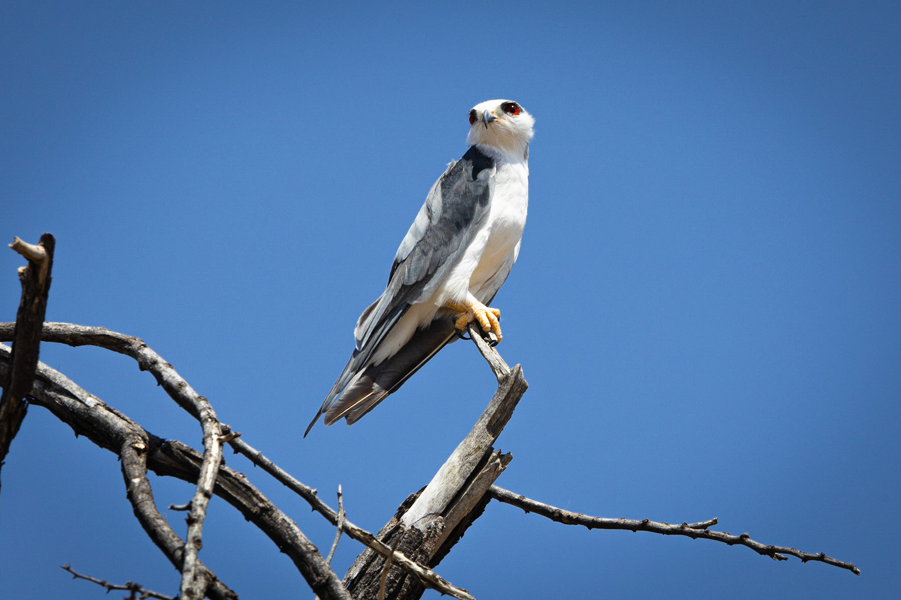 Black-winged Kite ©McNairnPhotography