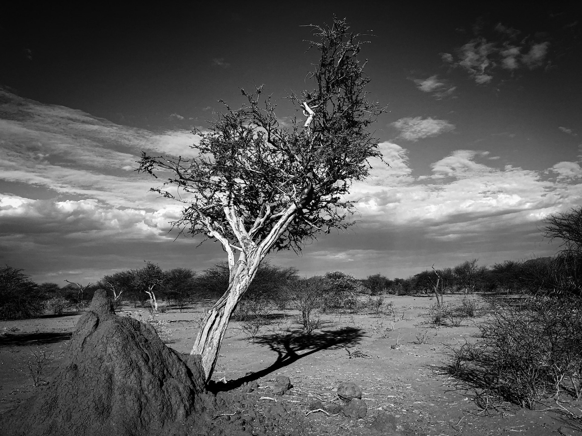 ©McNairnPhotography