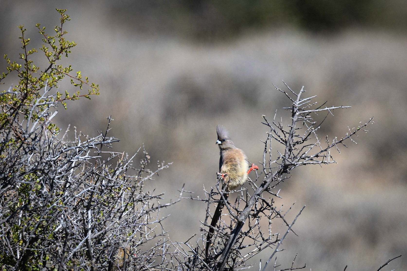 Speckled Mousebird ©McNairnPhotography
