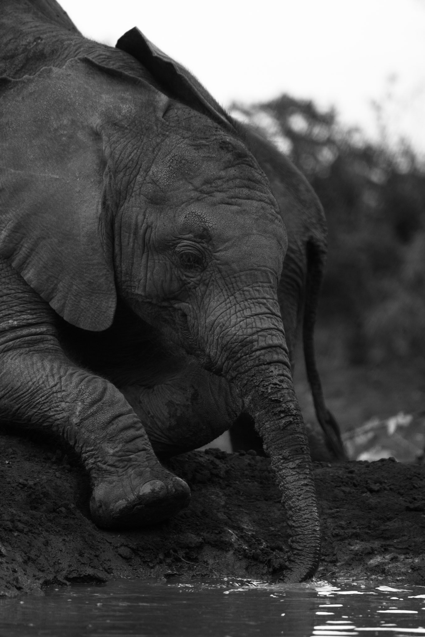 Sheldrick Wildlife Trust ©McNairnPhotography
