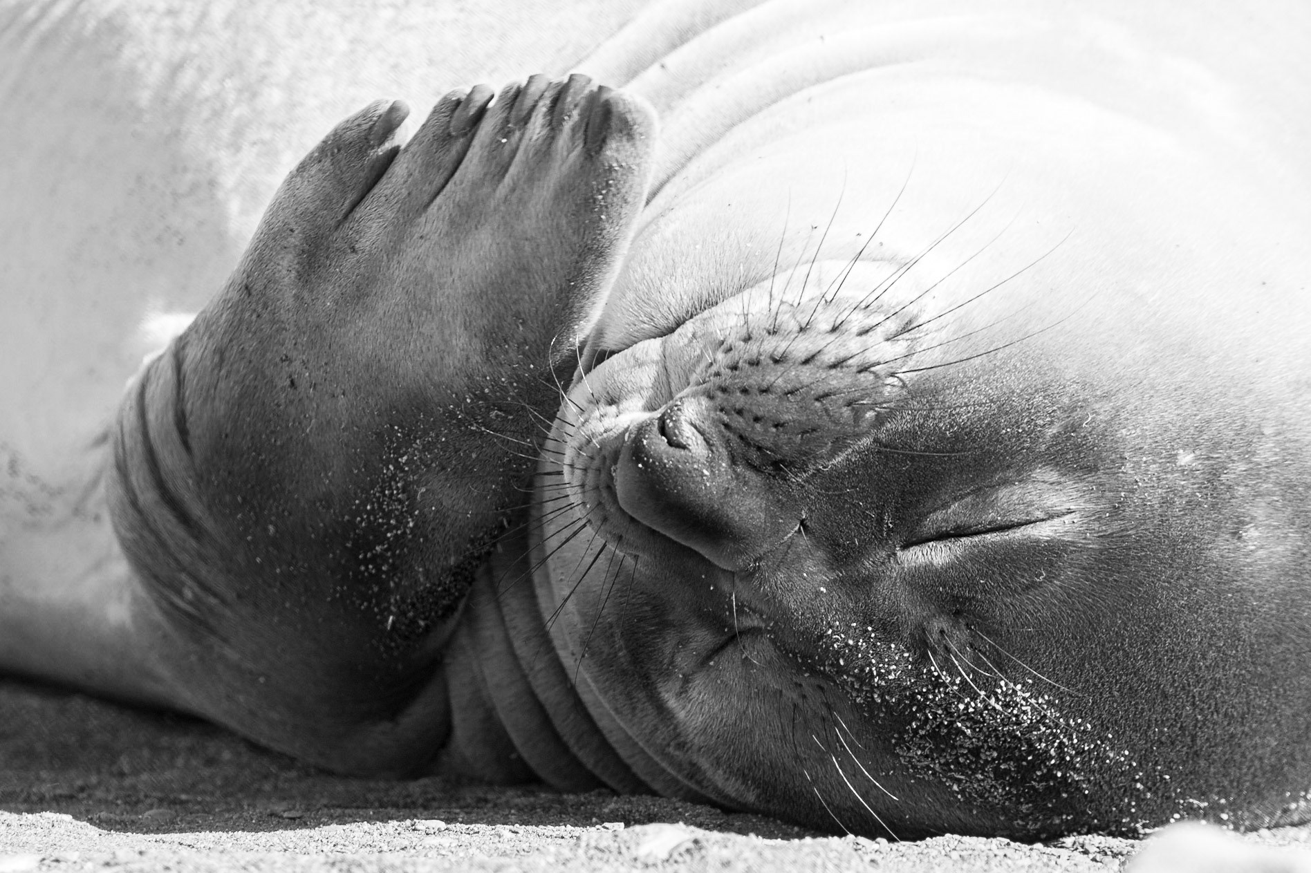 ©McNairnPhotography