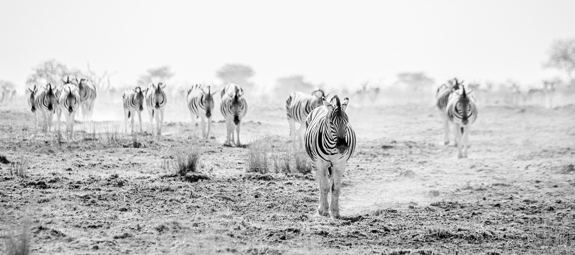 ©McNairnPhotography