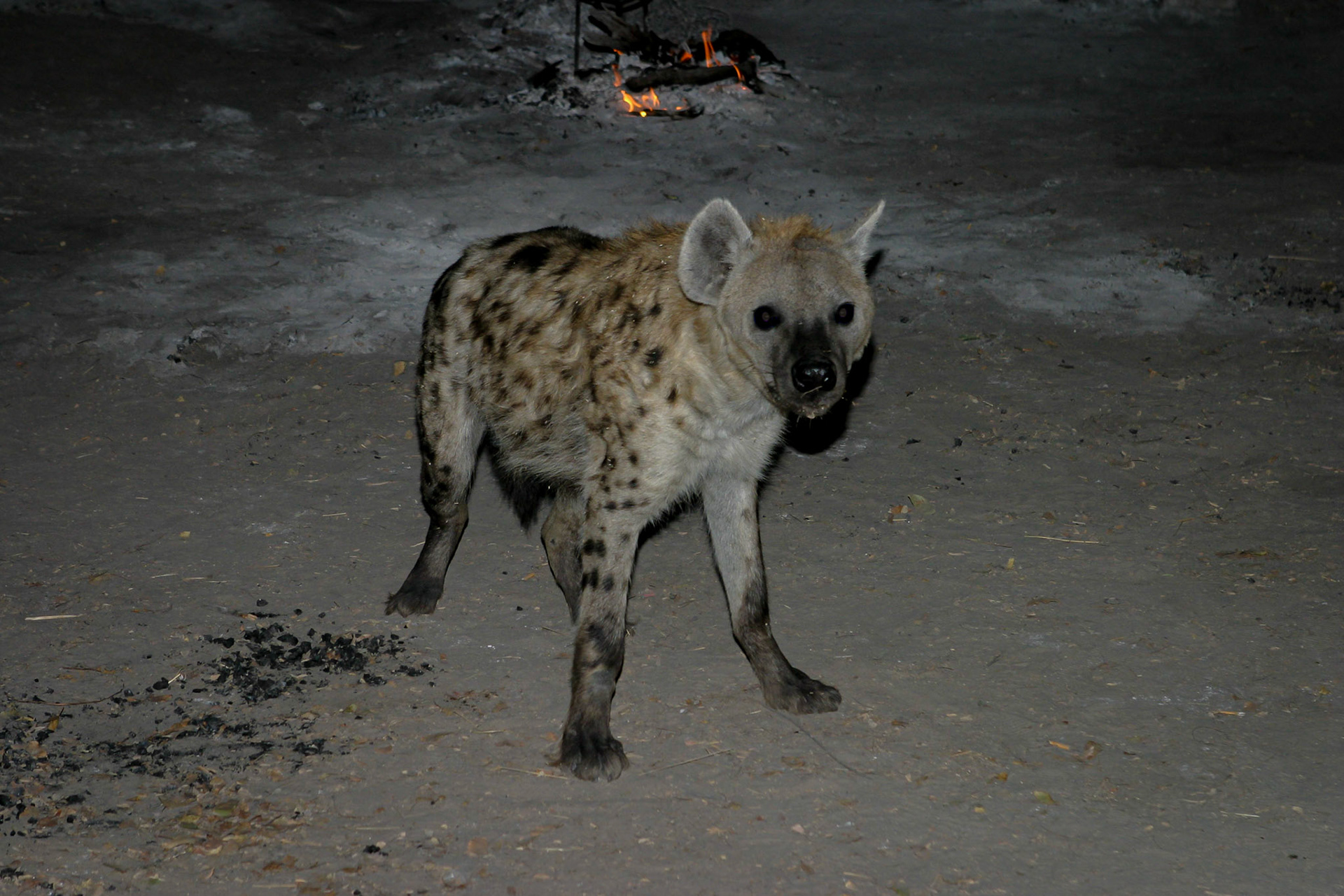 Botswana ©McNairnPhotography