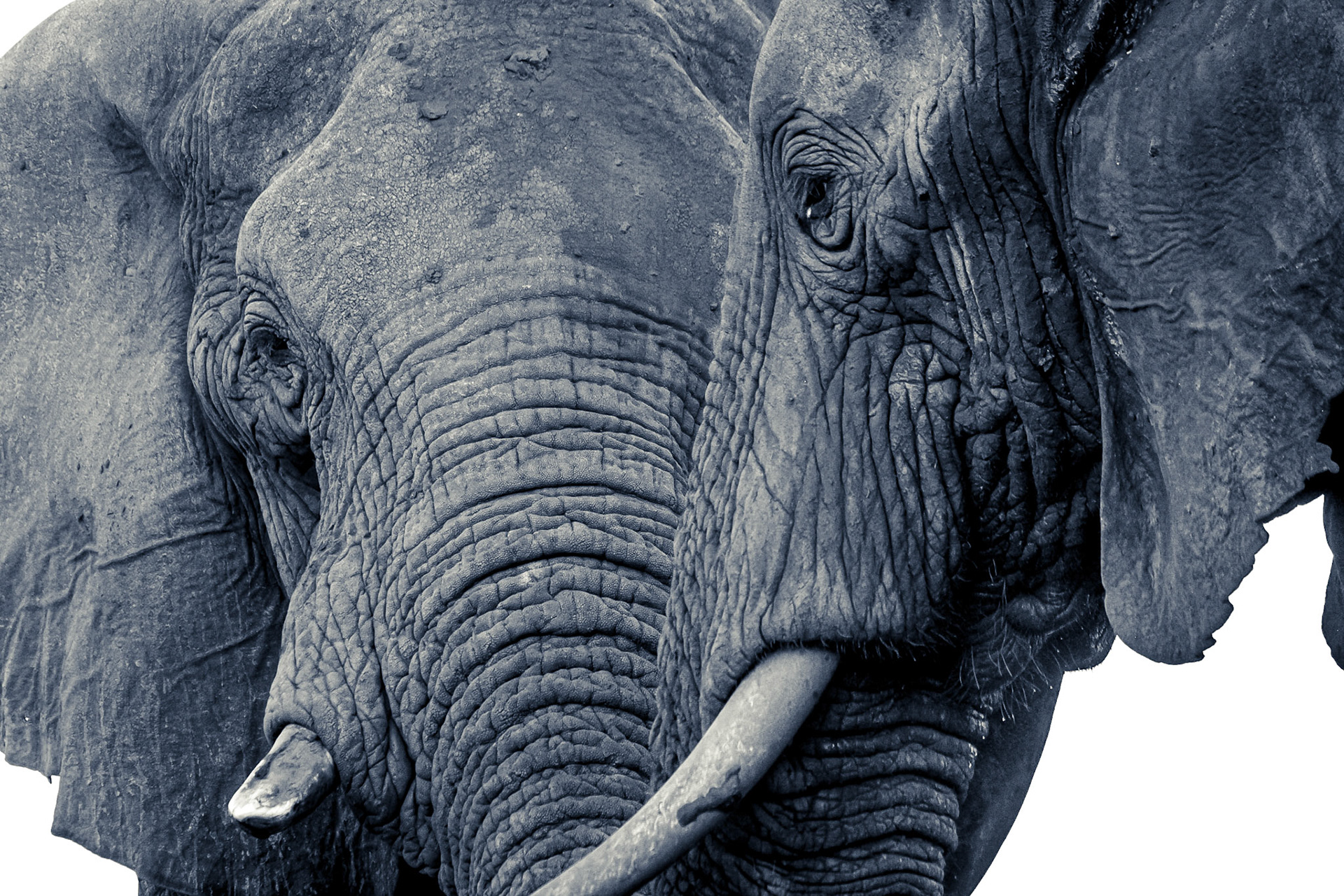 ©McNairnPhotography