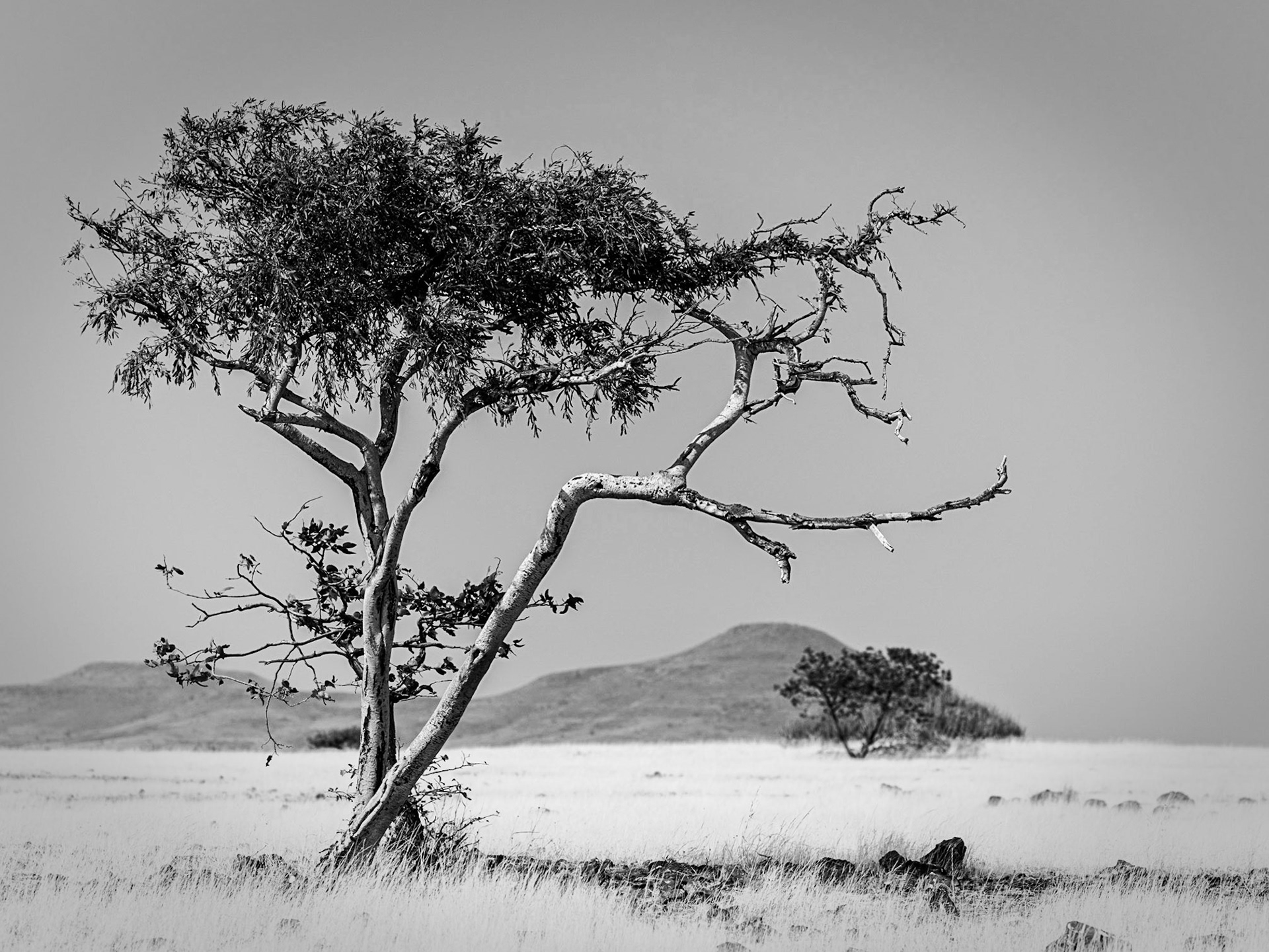 ©McNairnPhotography