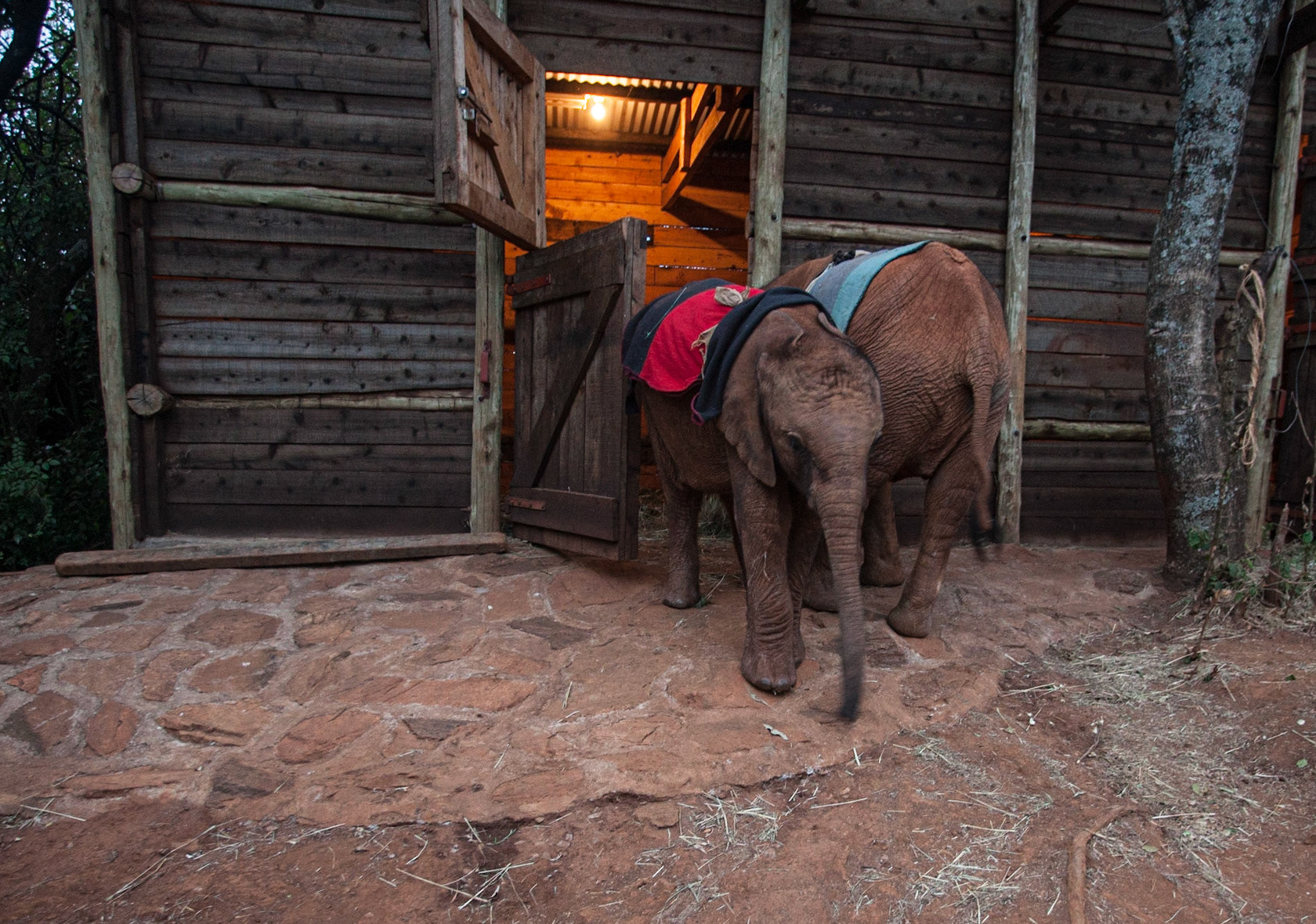Sheldrick Wildlife Trust, Nairobi ©McNairnPhotography