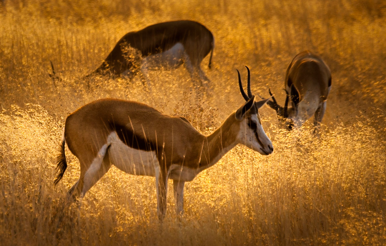 ©McNairnPhotography