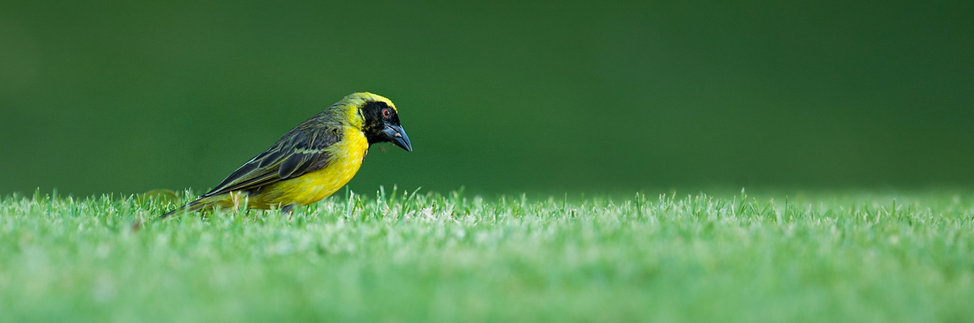 Southern Masked Weaver ©McNairnPhotography