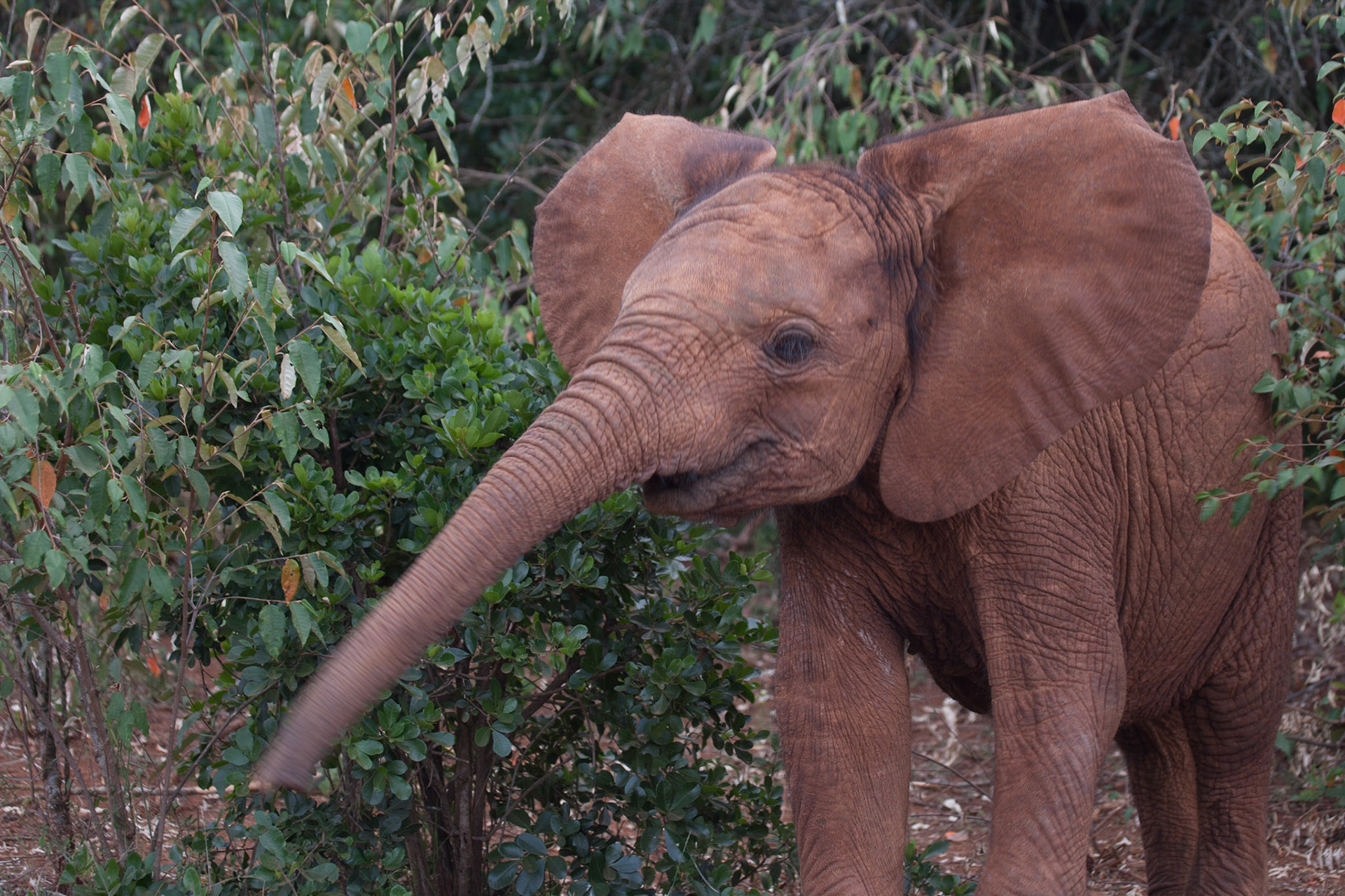 Sheldrick Wildlife Trust ©McNairnPhotography