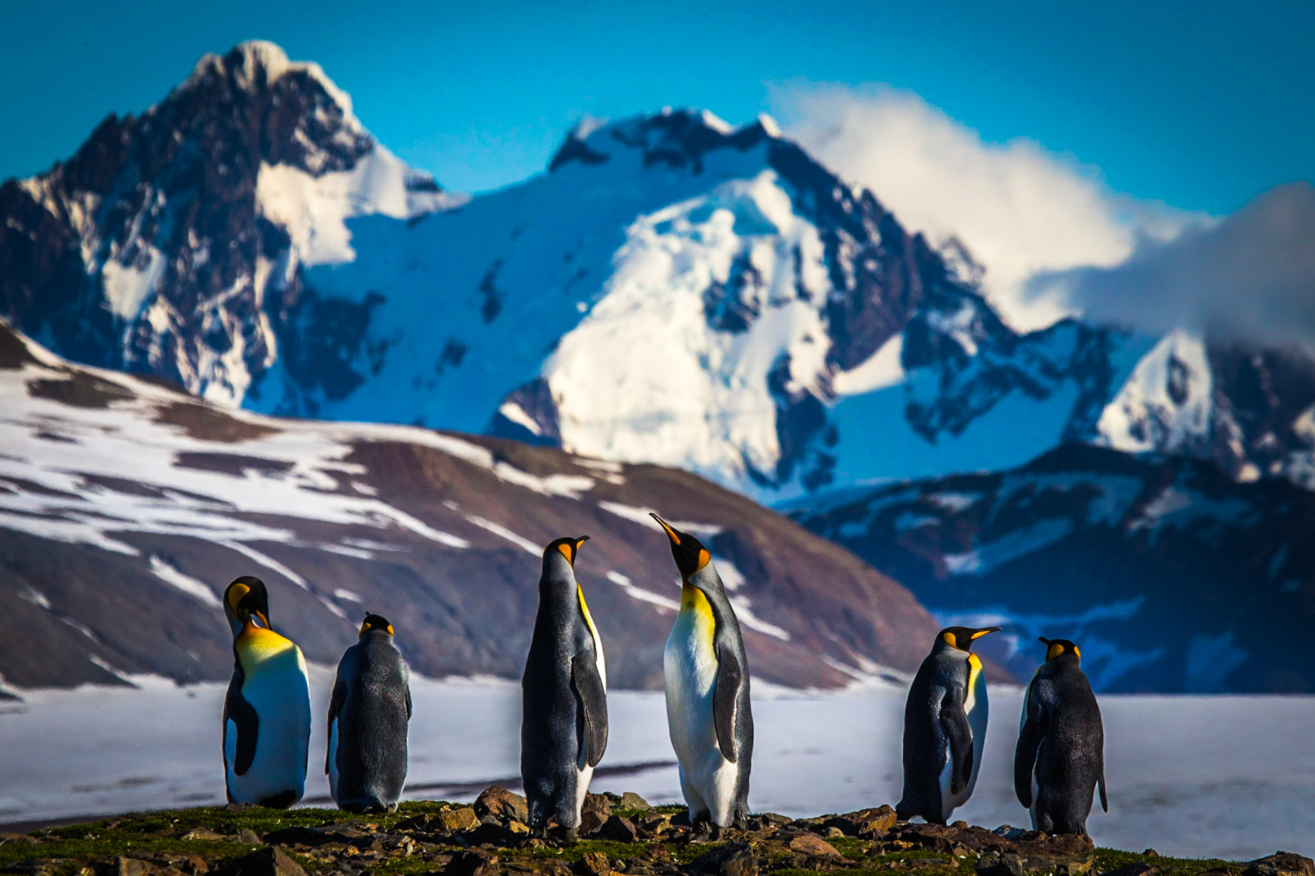 King Penguin ©McNairn.com