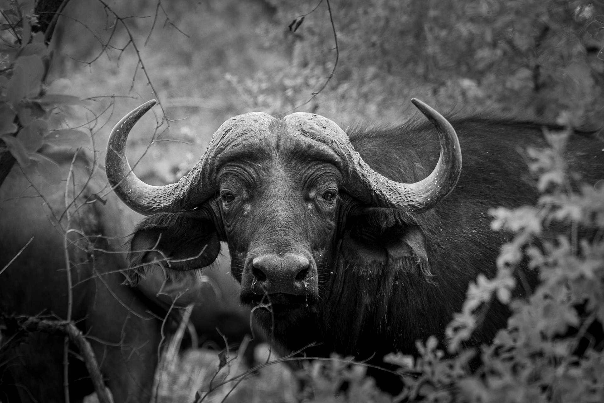 ©McNairnPhotography