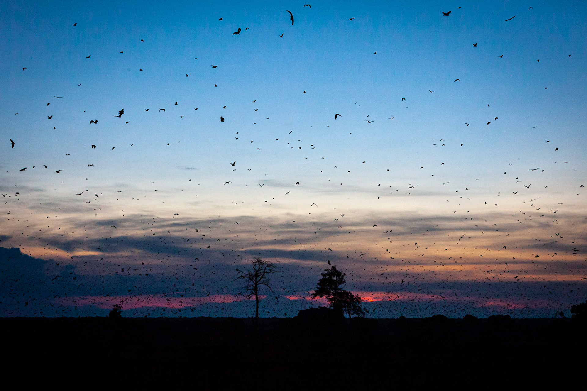 ©McNairnPhotography