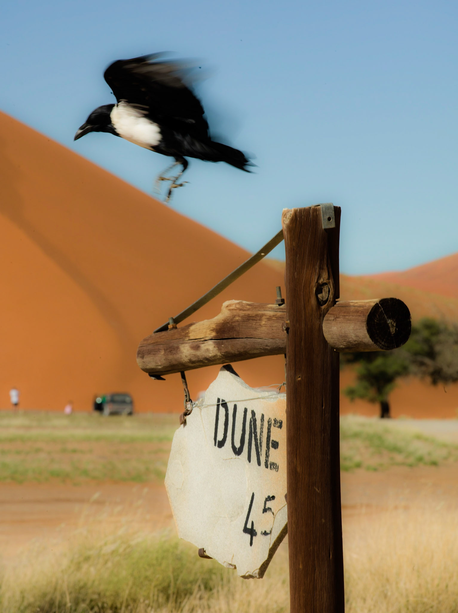 Pied Crow ©McNairnPhotography