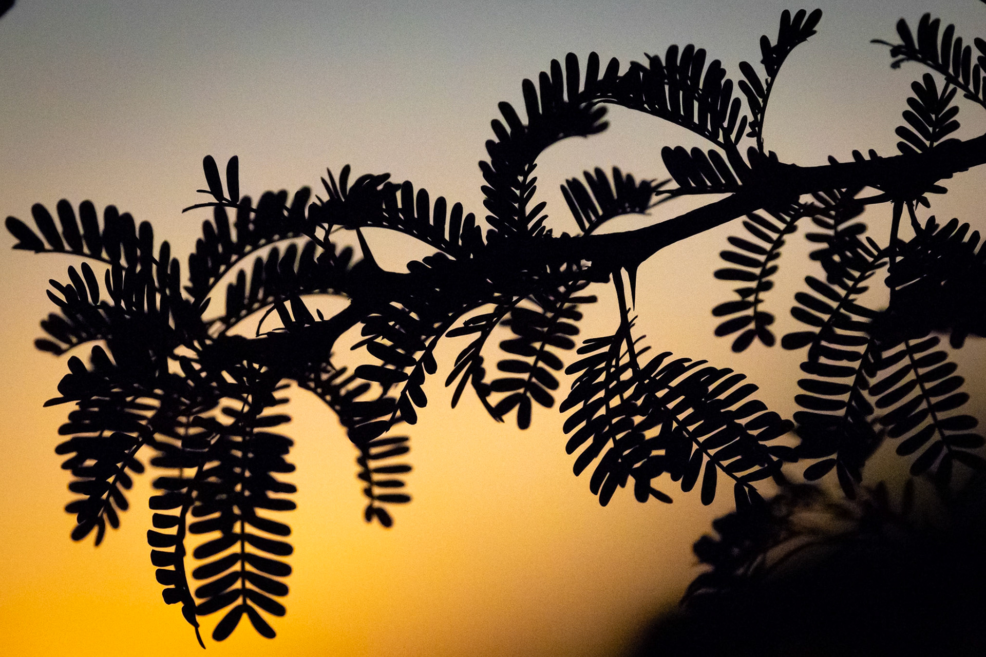 Mokala, South Africa ©McNairnPhotography