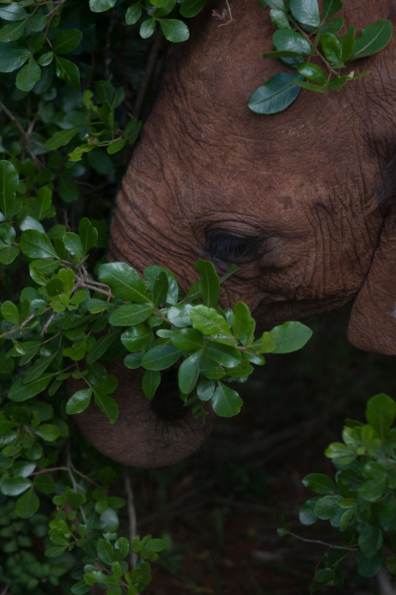 Sheldrick Wildlife Trust ©McNairnPhotography
