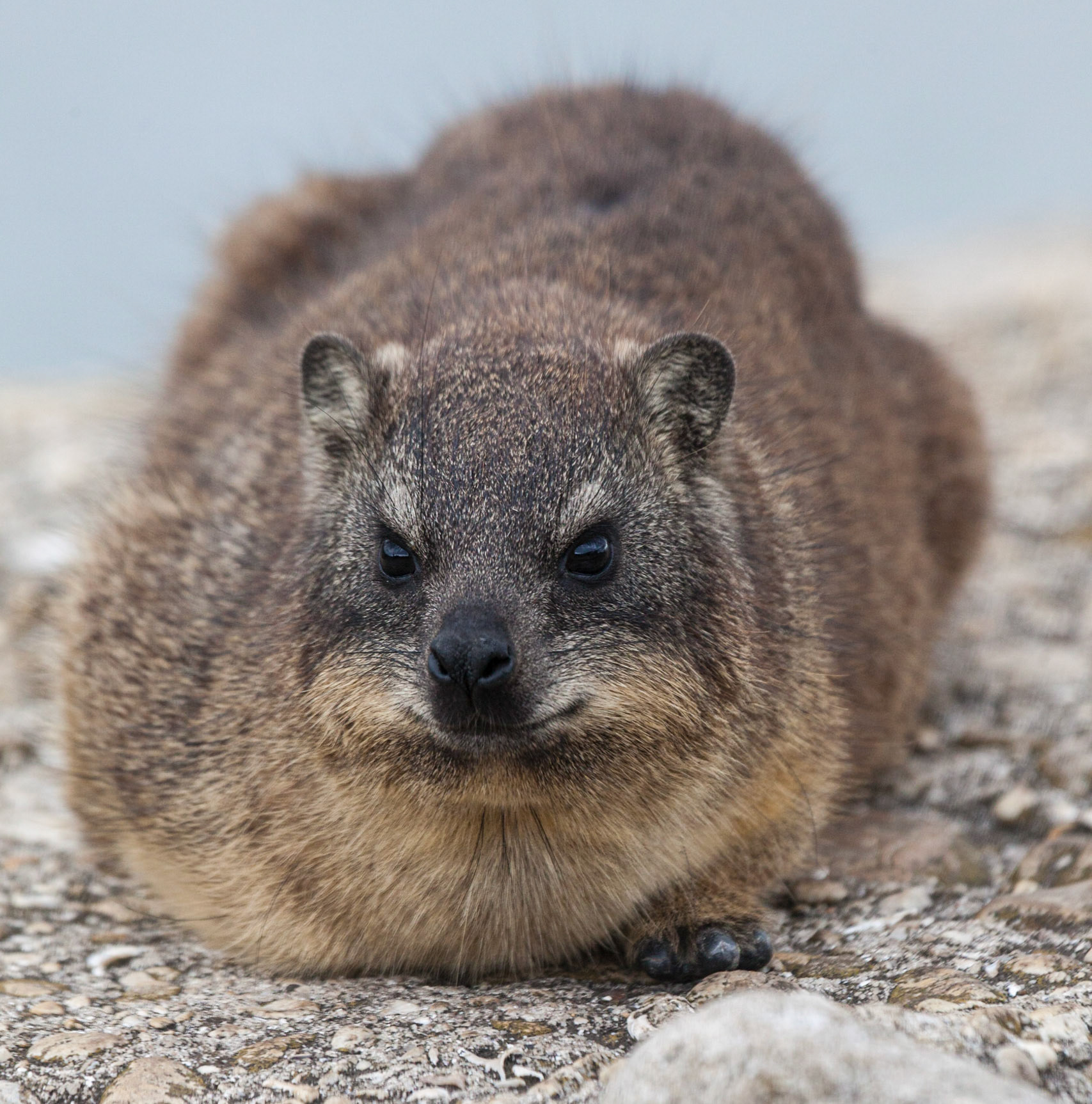 Hyrax (Procavia capensis) ©McNairnPhotography