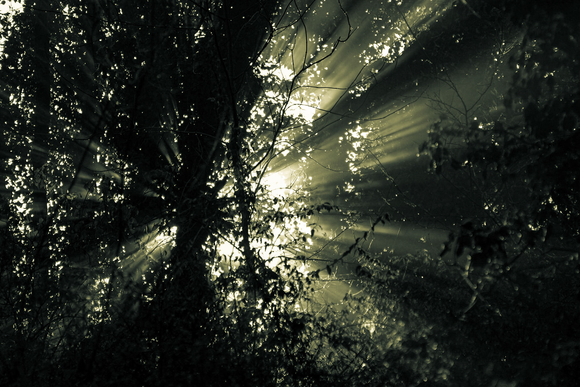 Doutone ©McNairnPhotography