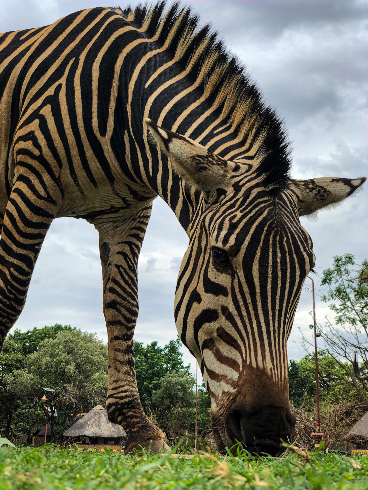 ©McNairnPhotography