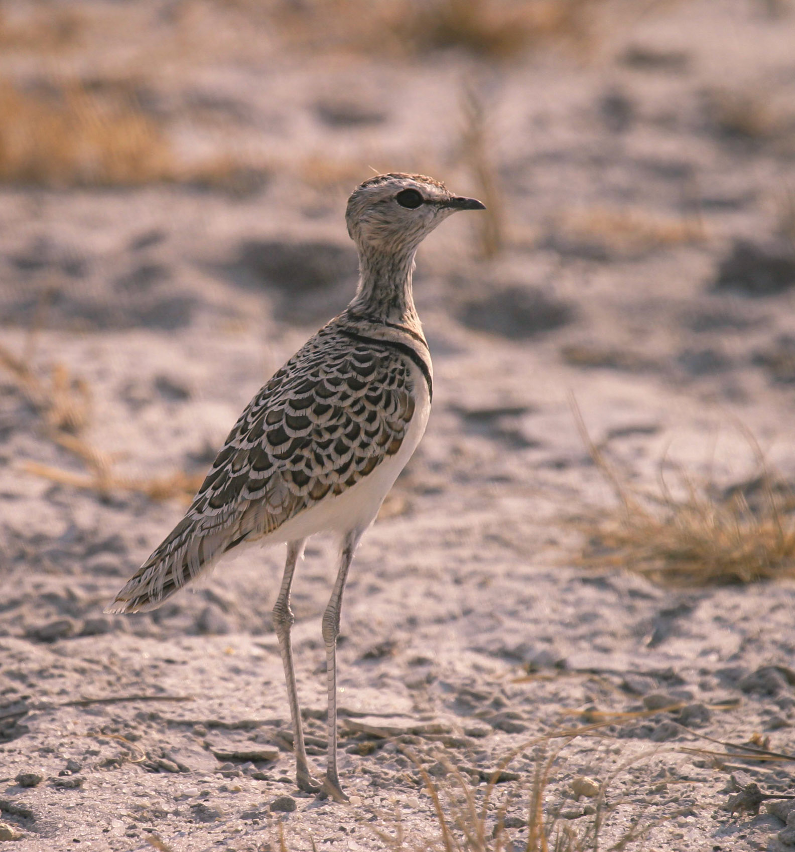 Double-banded Courser ©McNairnPhotography