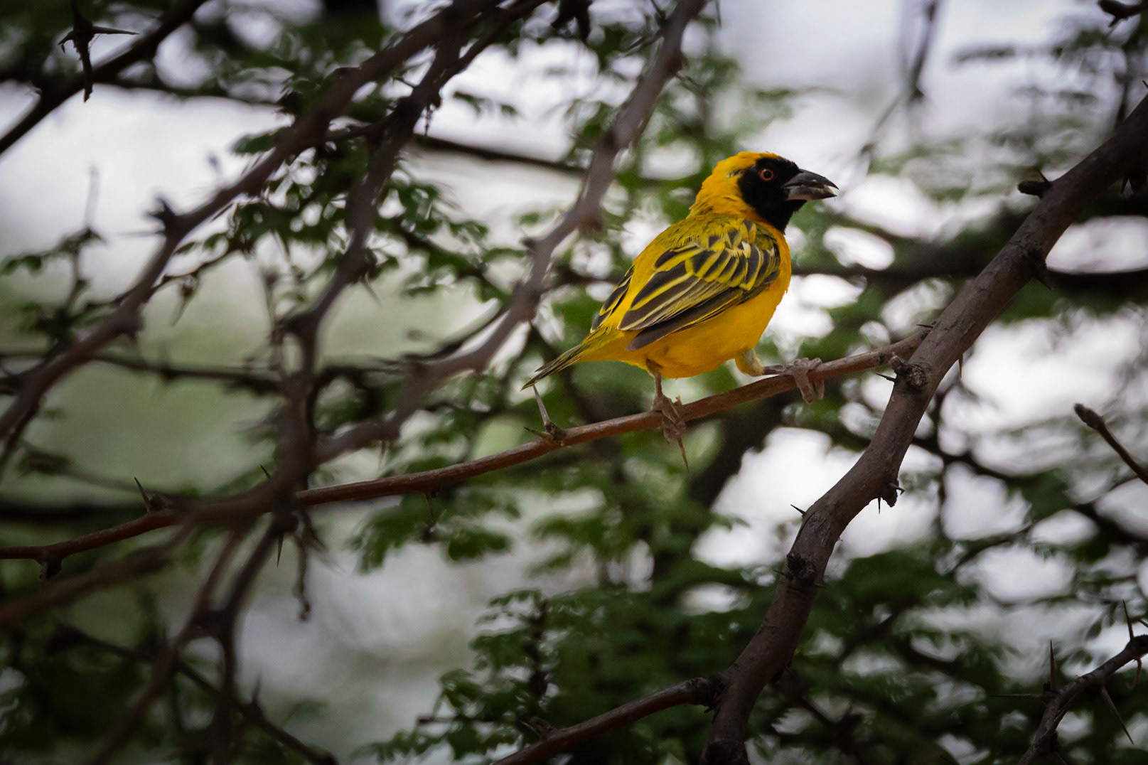 Southern Masked Weaver ©McNairnPhotography