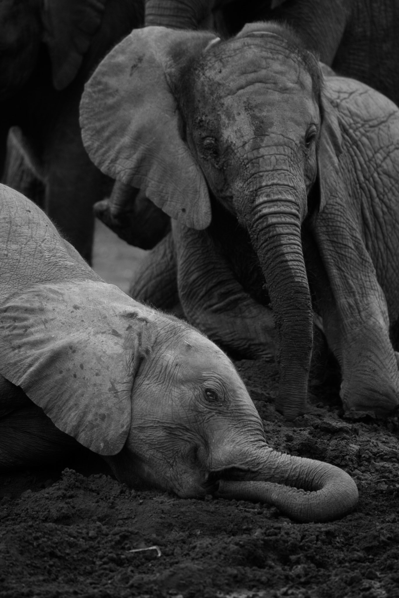 Sheldrick Wildlife Trust ©McNairnPhotography
