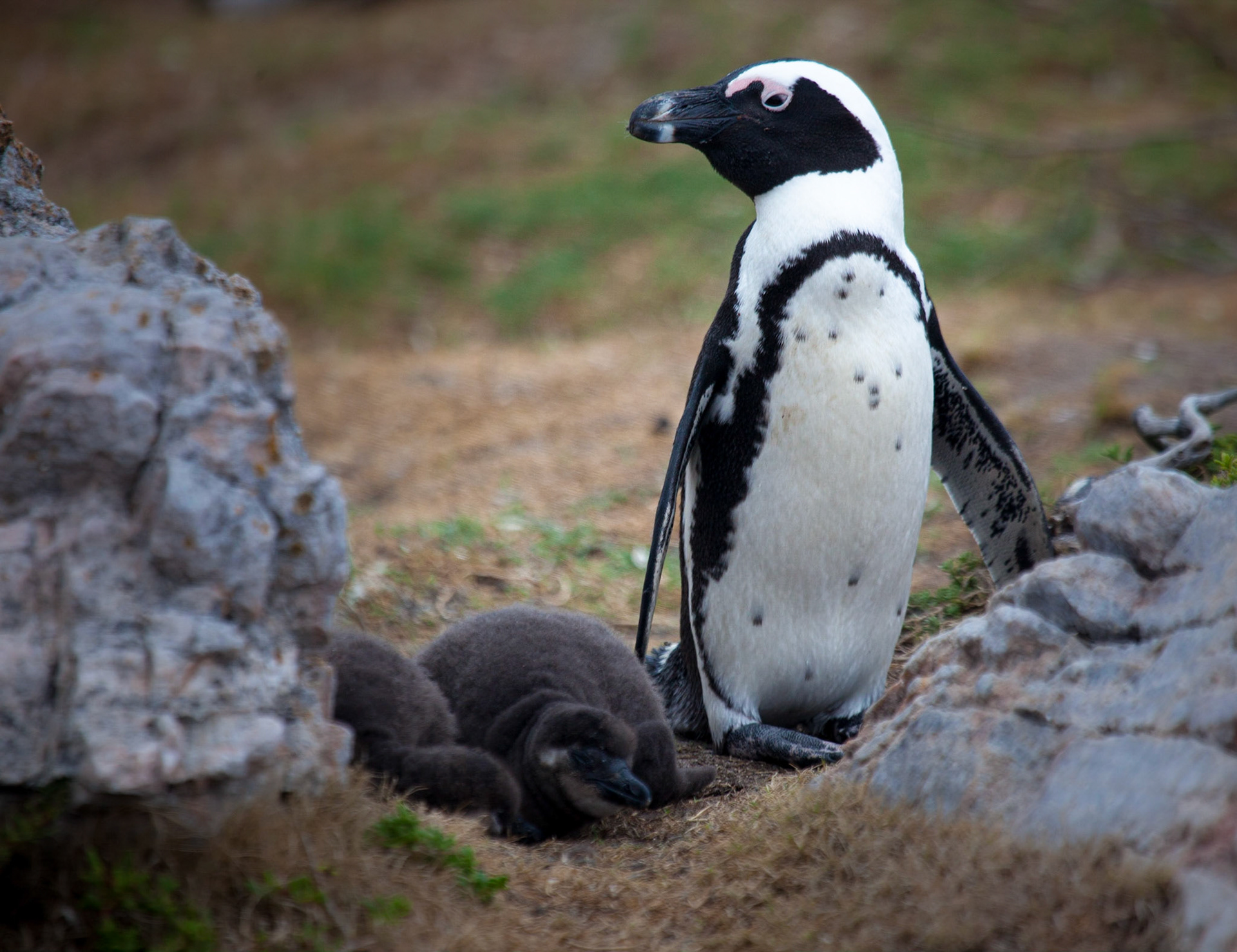 African Penguin ©McNairnPhotography