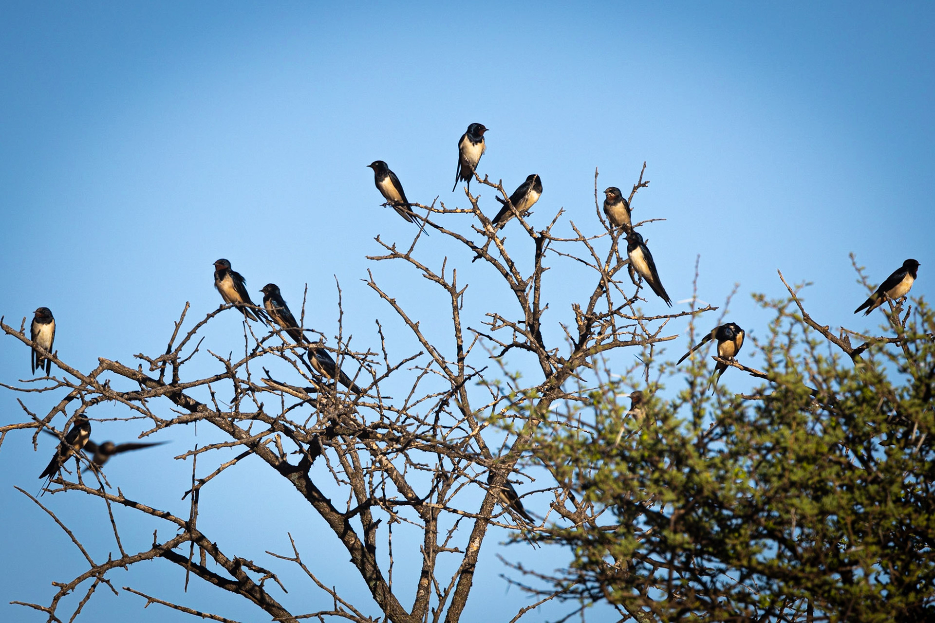  ©McNairnPhotography