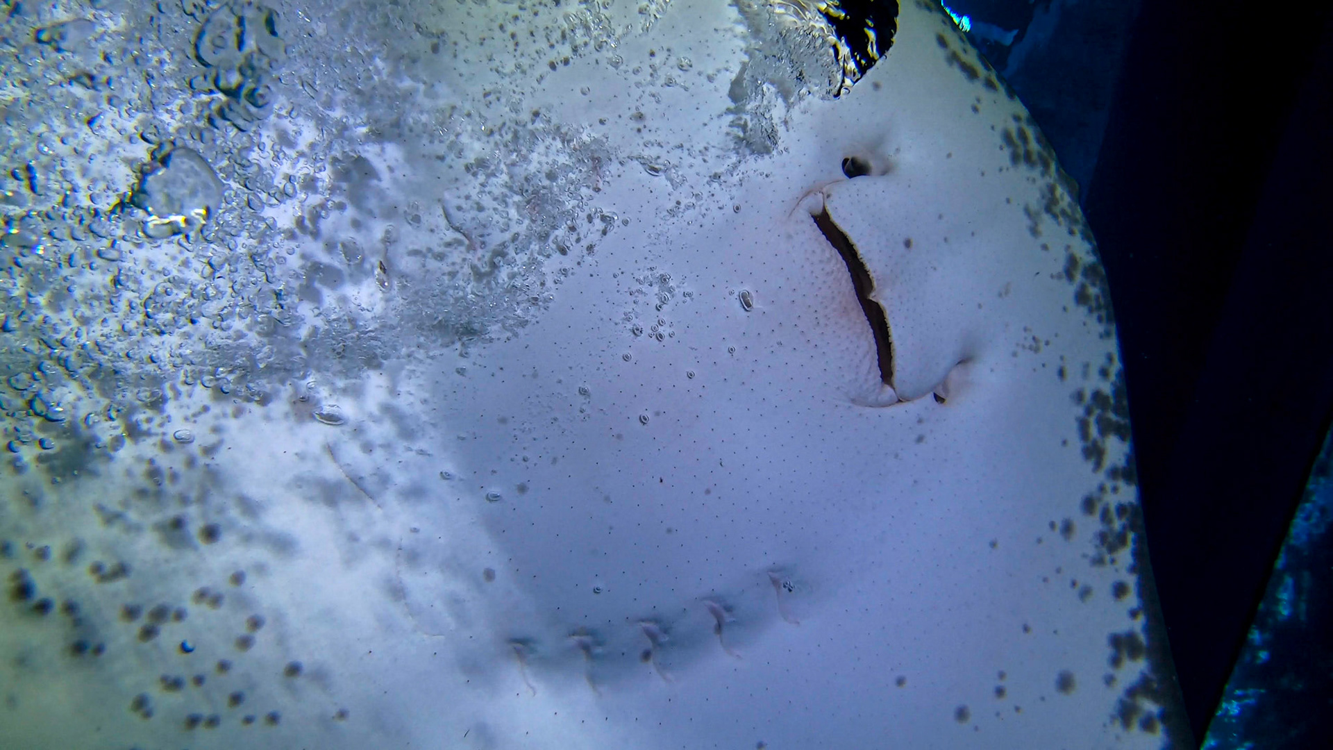 Two Oceans Aquarium ©McNairnPhotography