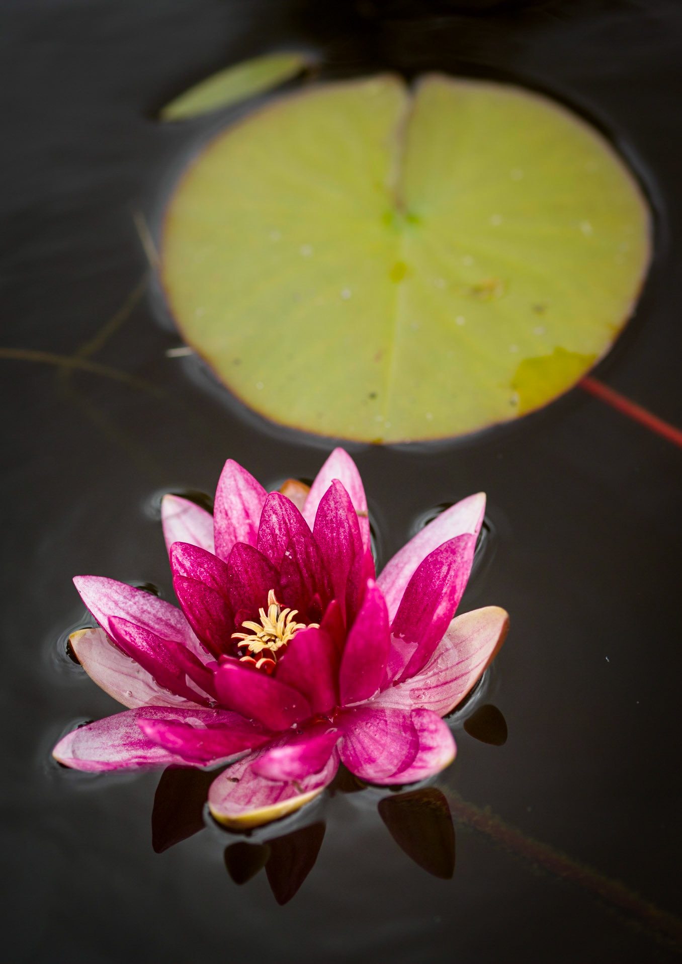 ©McNairnPhotography