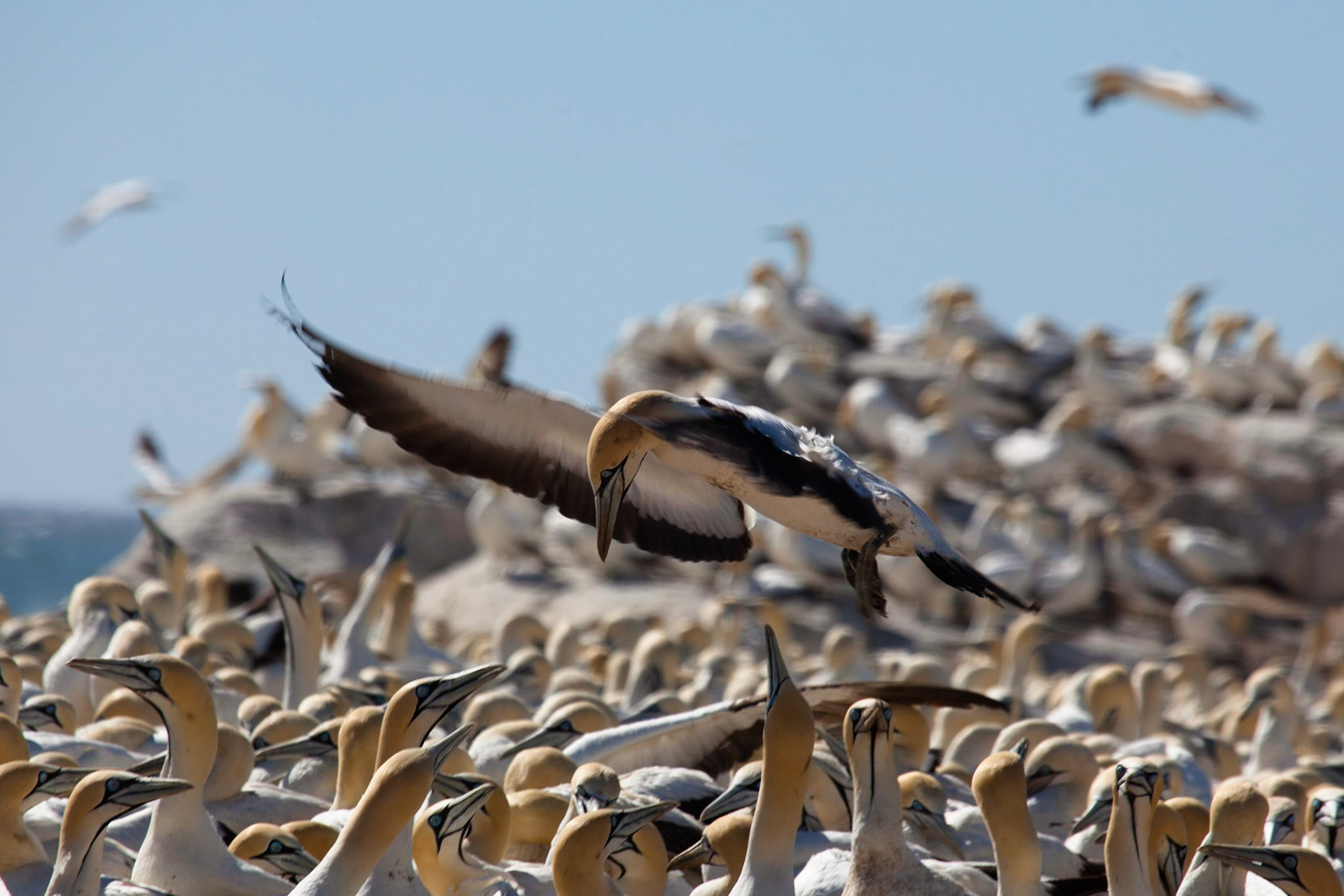 Cape Gannet ©McNairnPhotography