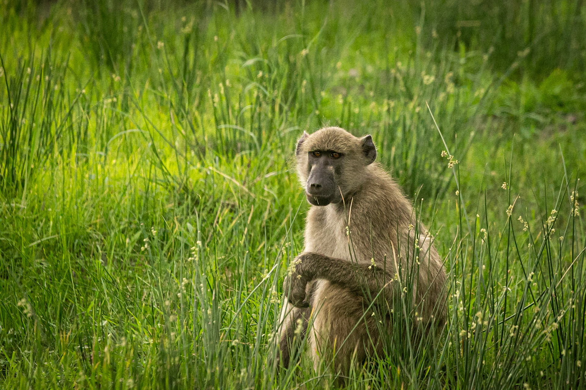 ©McNairnPhotography