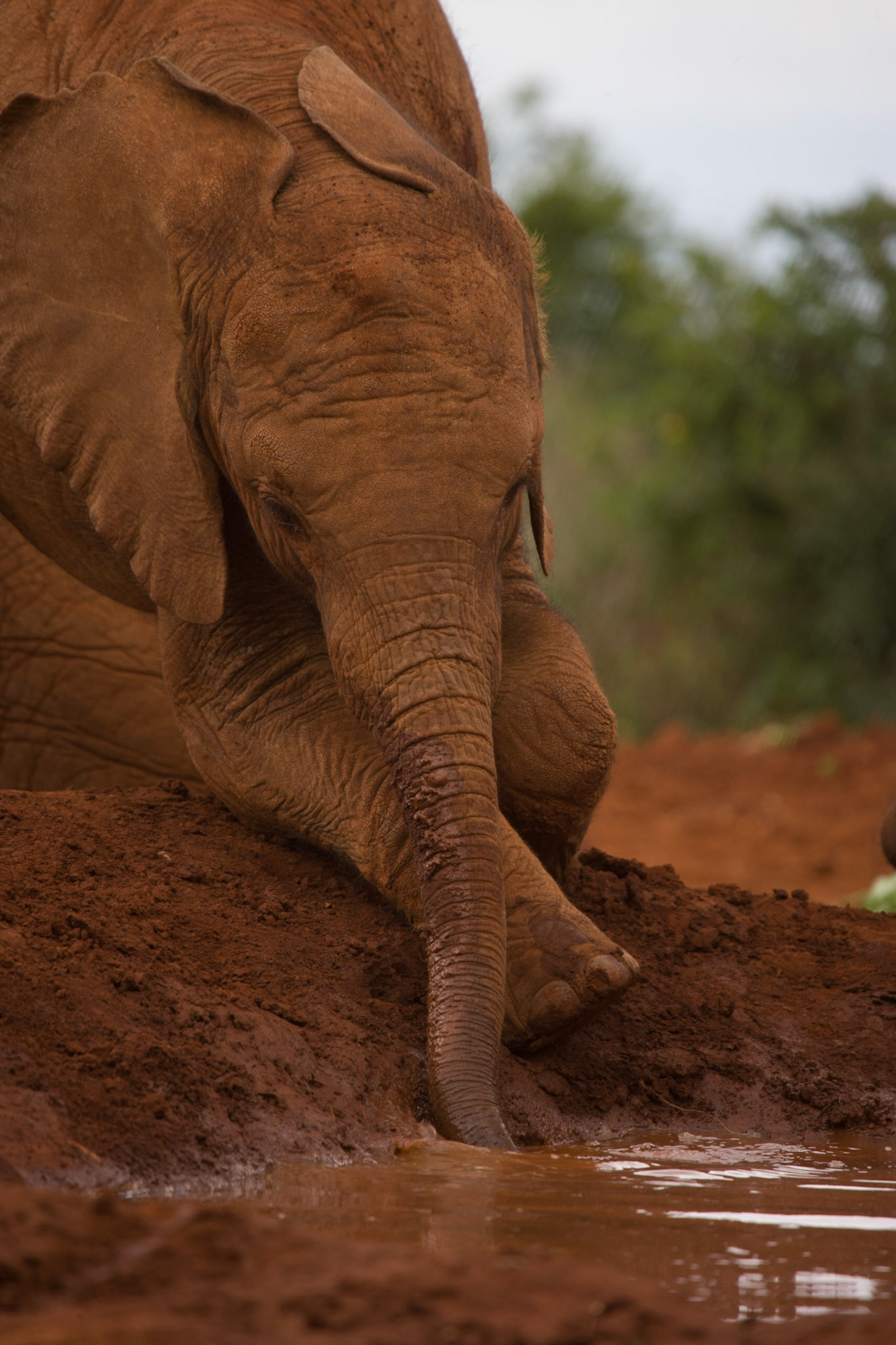 Sheldrick Wildlife Trust ©McNairnPhotography