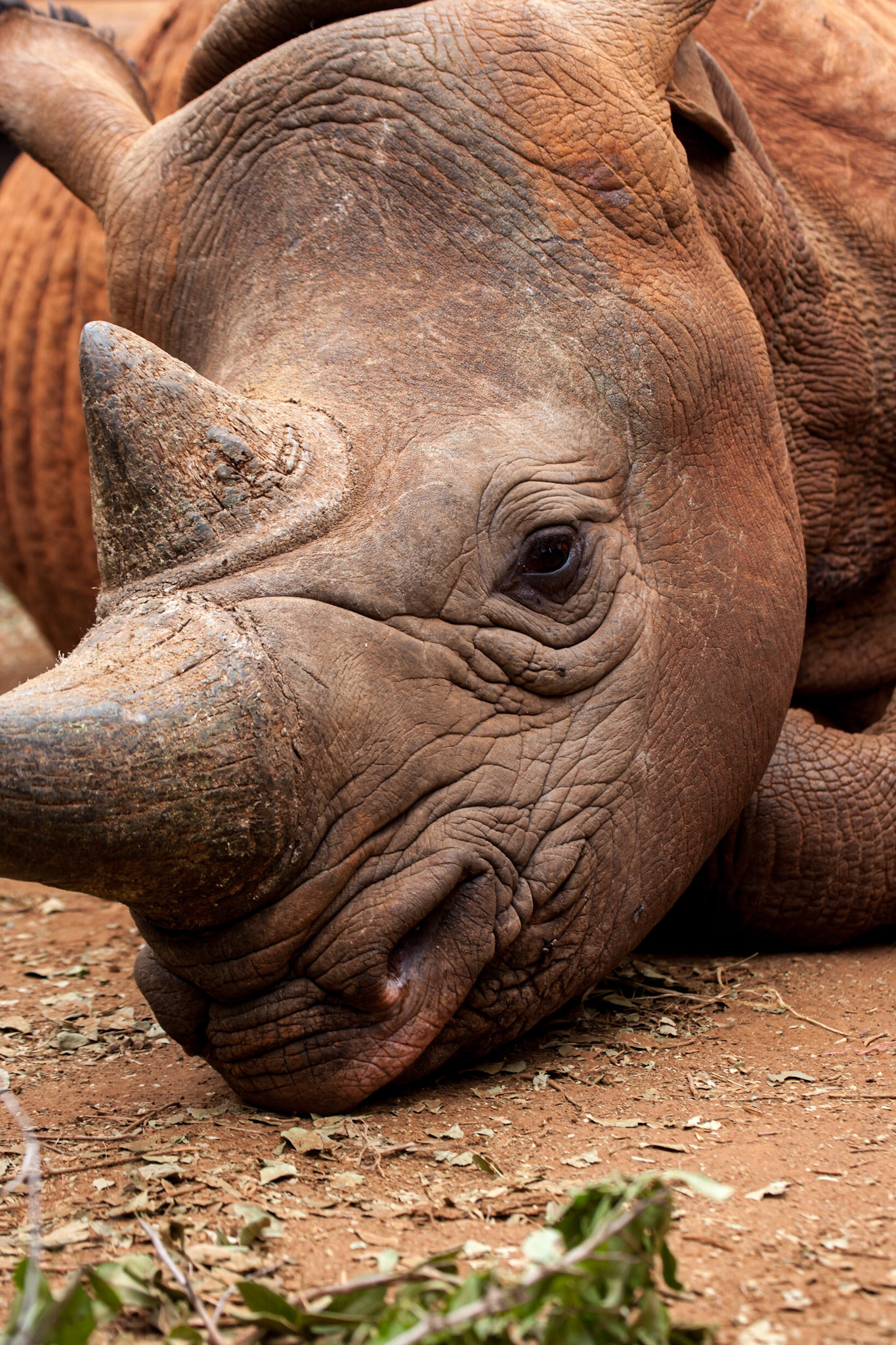 Sheldrick Wildlife Trust, Nairobi ©McNairnPhotography