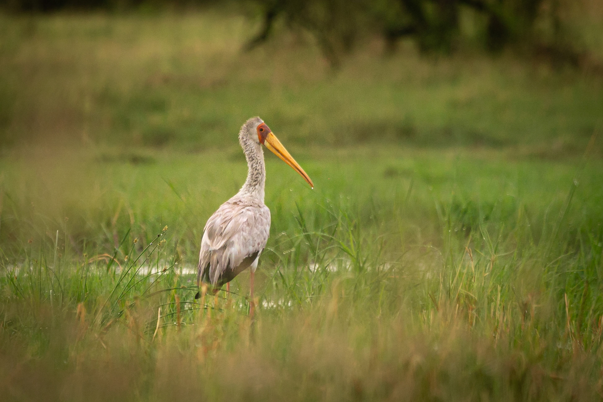 Yellow-billed Stork ©McNairnPhotography