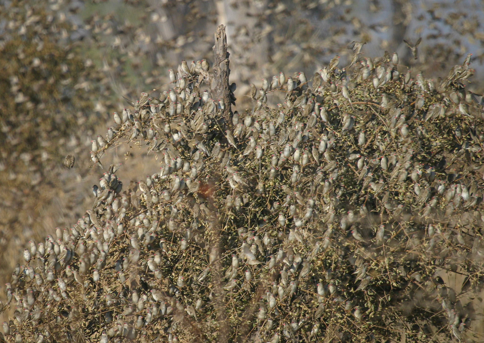 Botswana ©McNairnPhotography