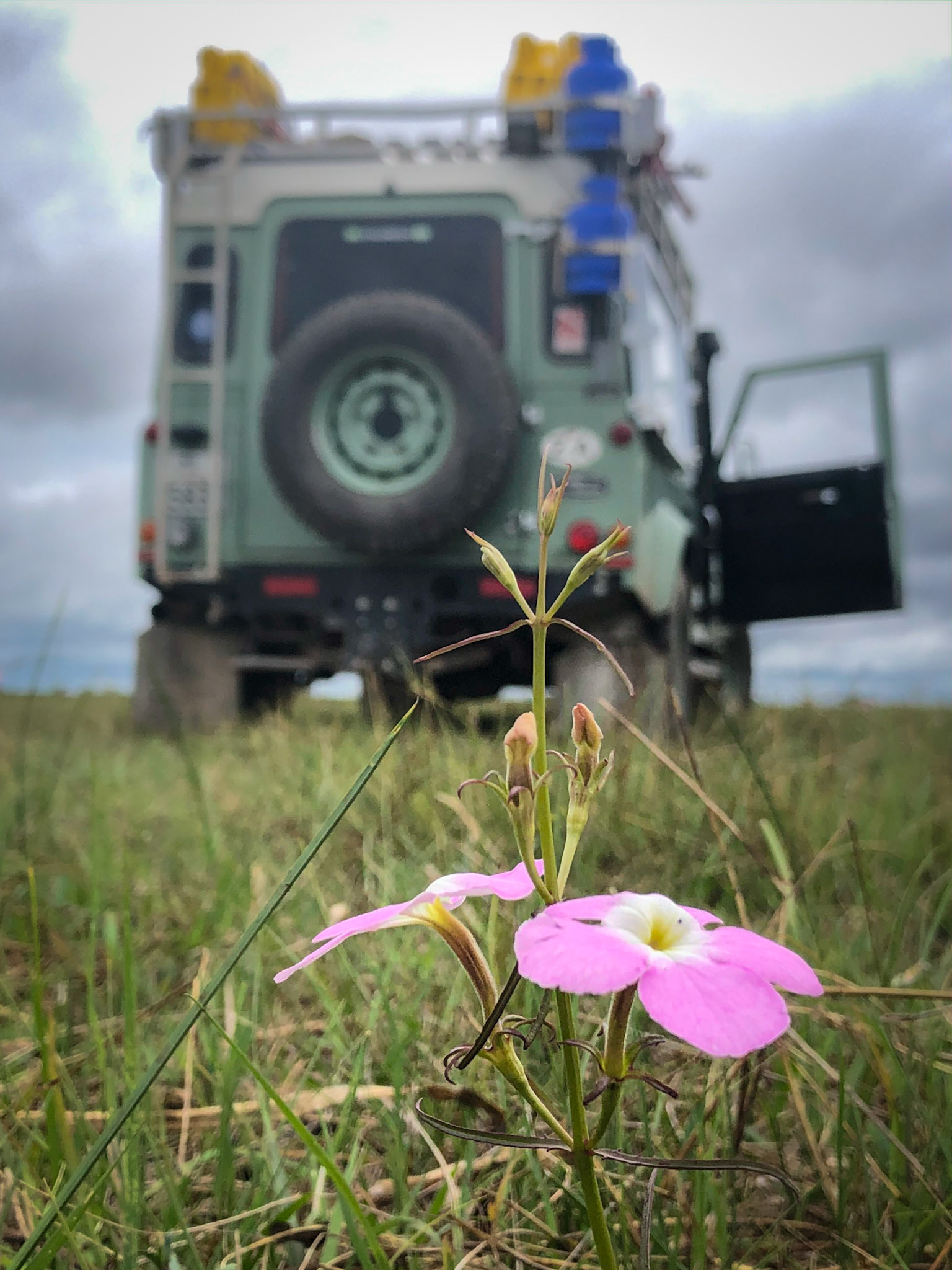 ©McNairnPhotography