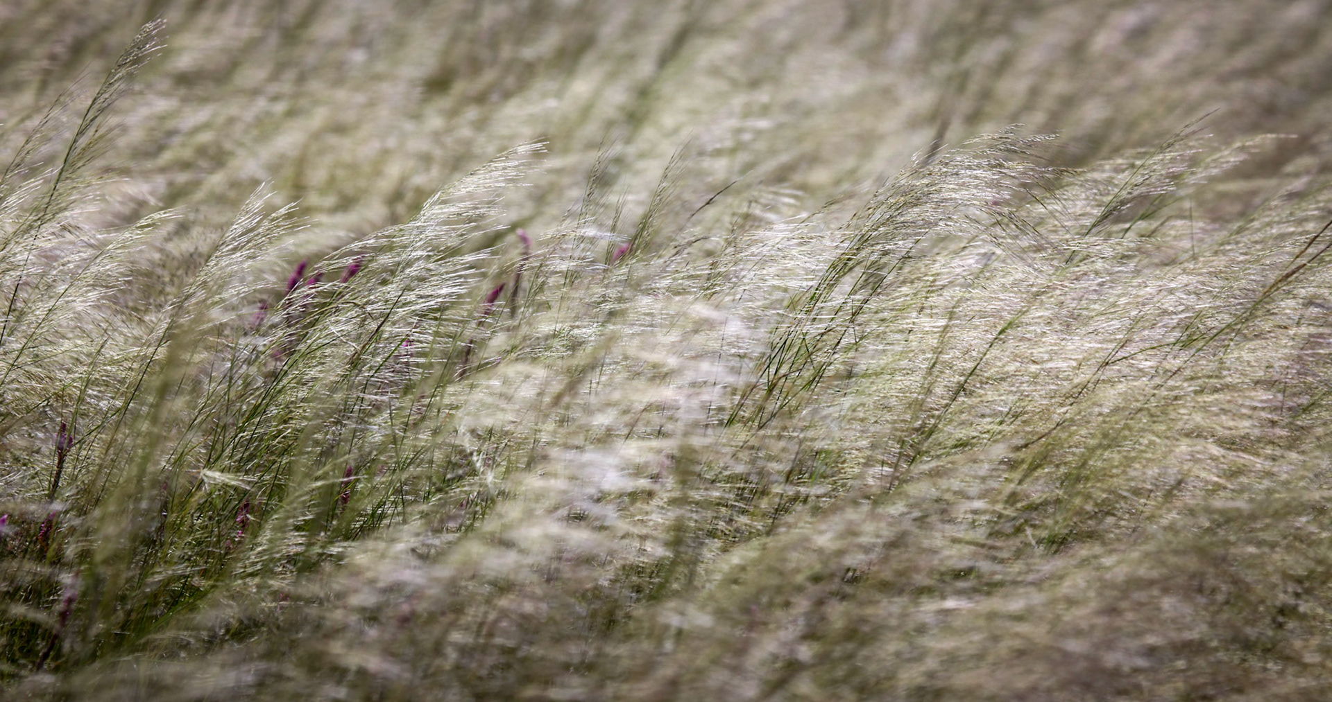 ©McNairnPhotography