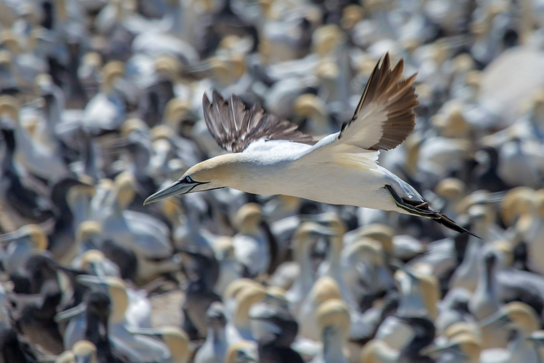 Southern Gannet ©McNairnPhotography