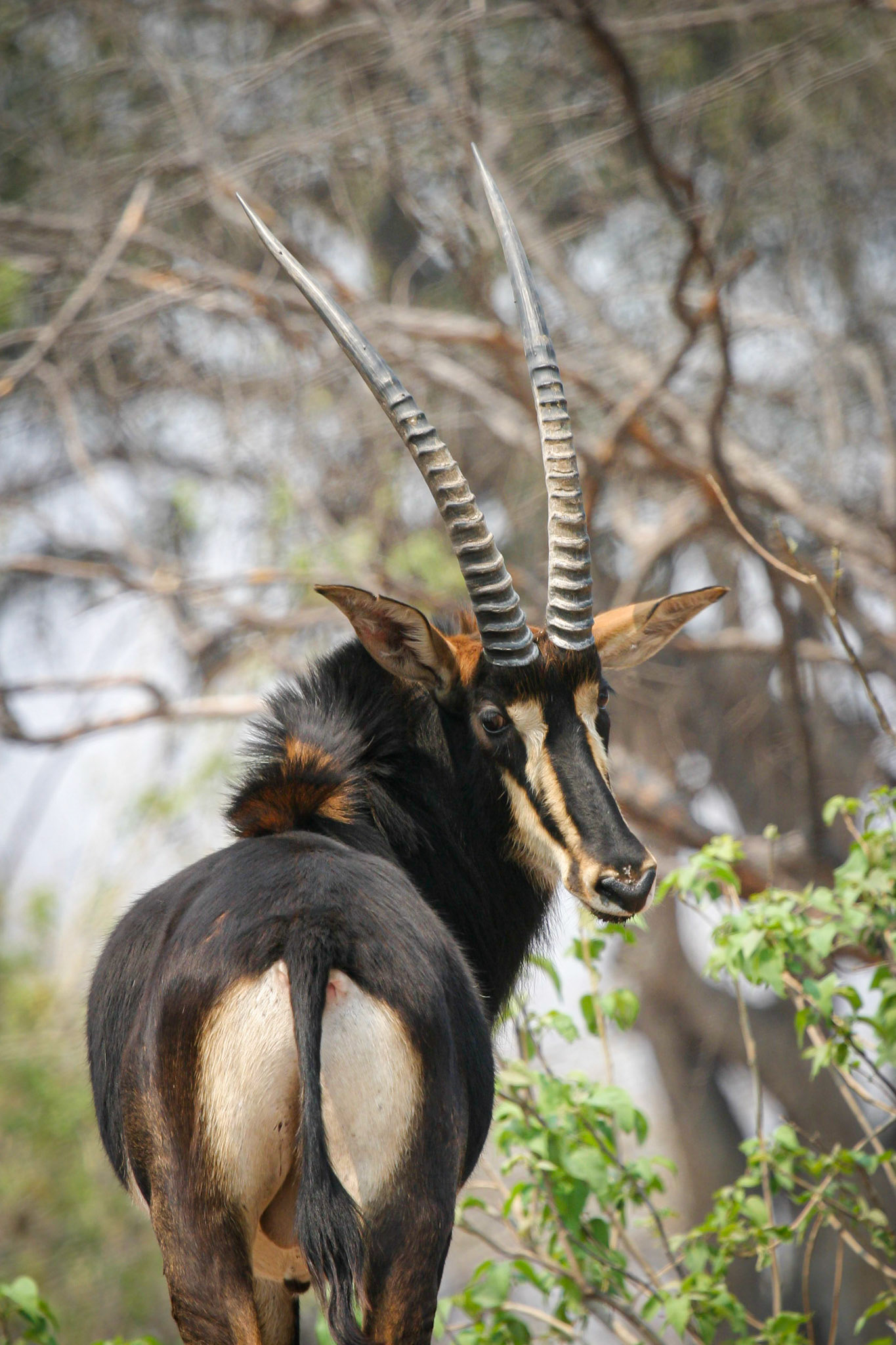 Botswana ©McNairnPhotography