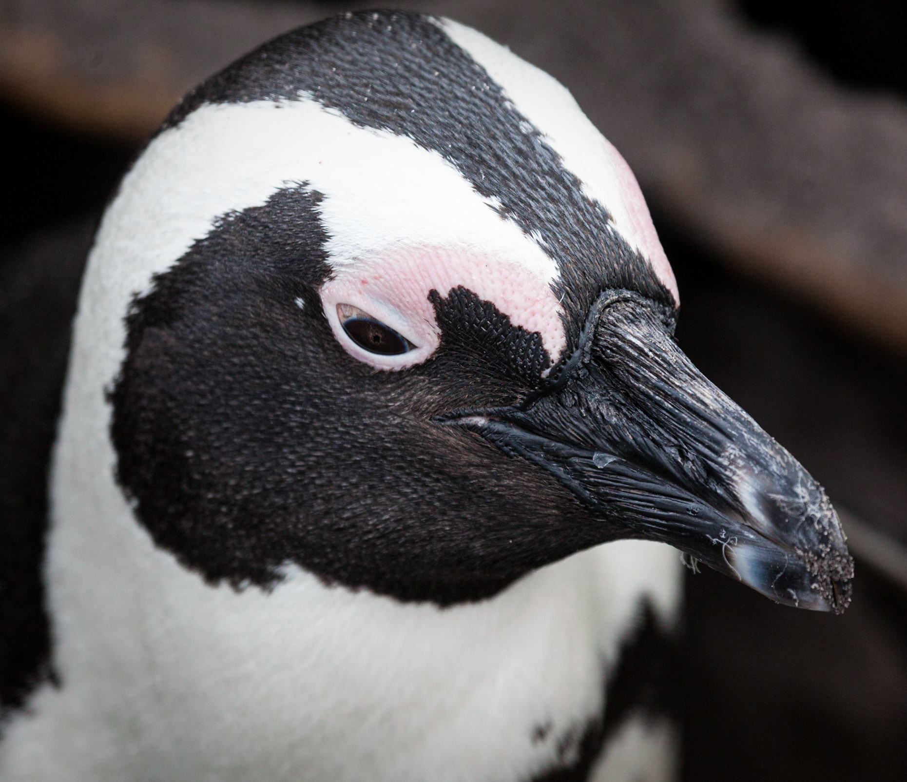 African Penguin ©McNairnPhotography